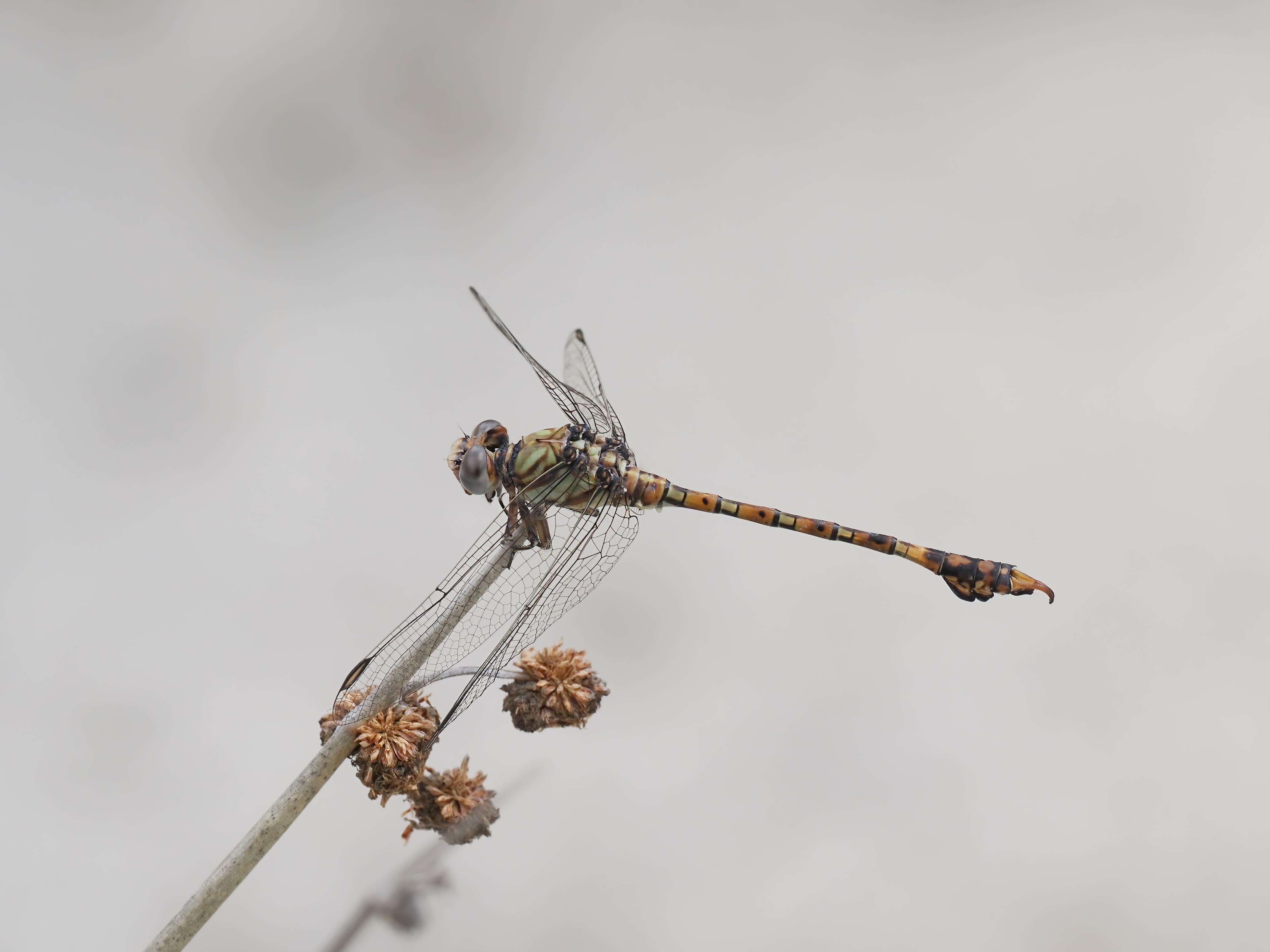 Image from Paragomphus genei album