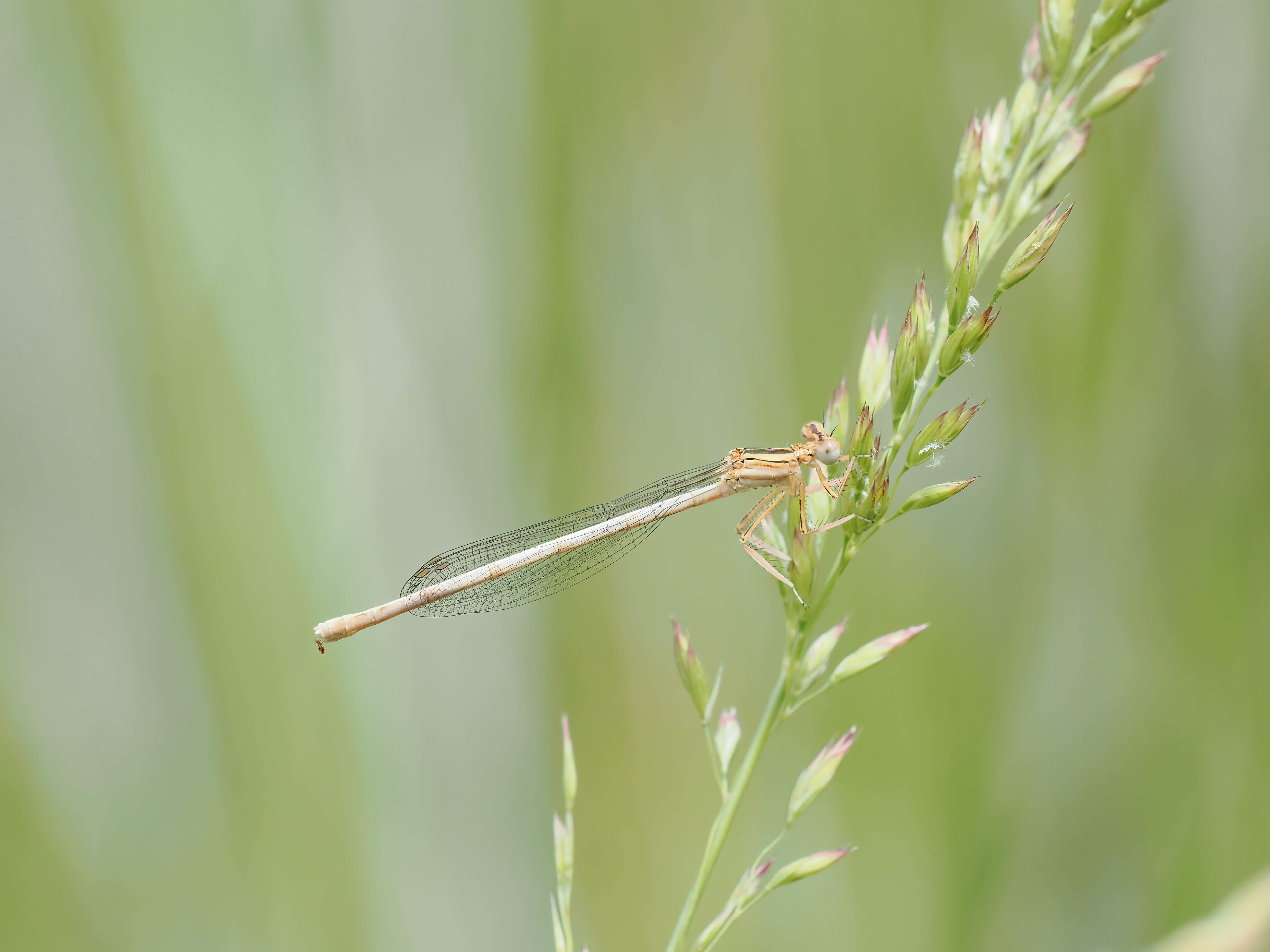 Platycnemis latipes — White featherleg. Andujar, Spain, 2023.