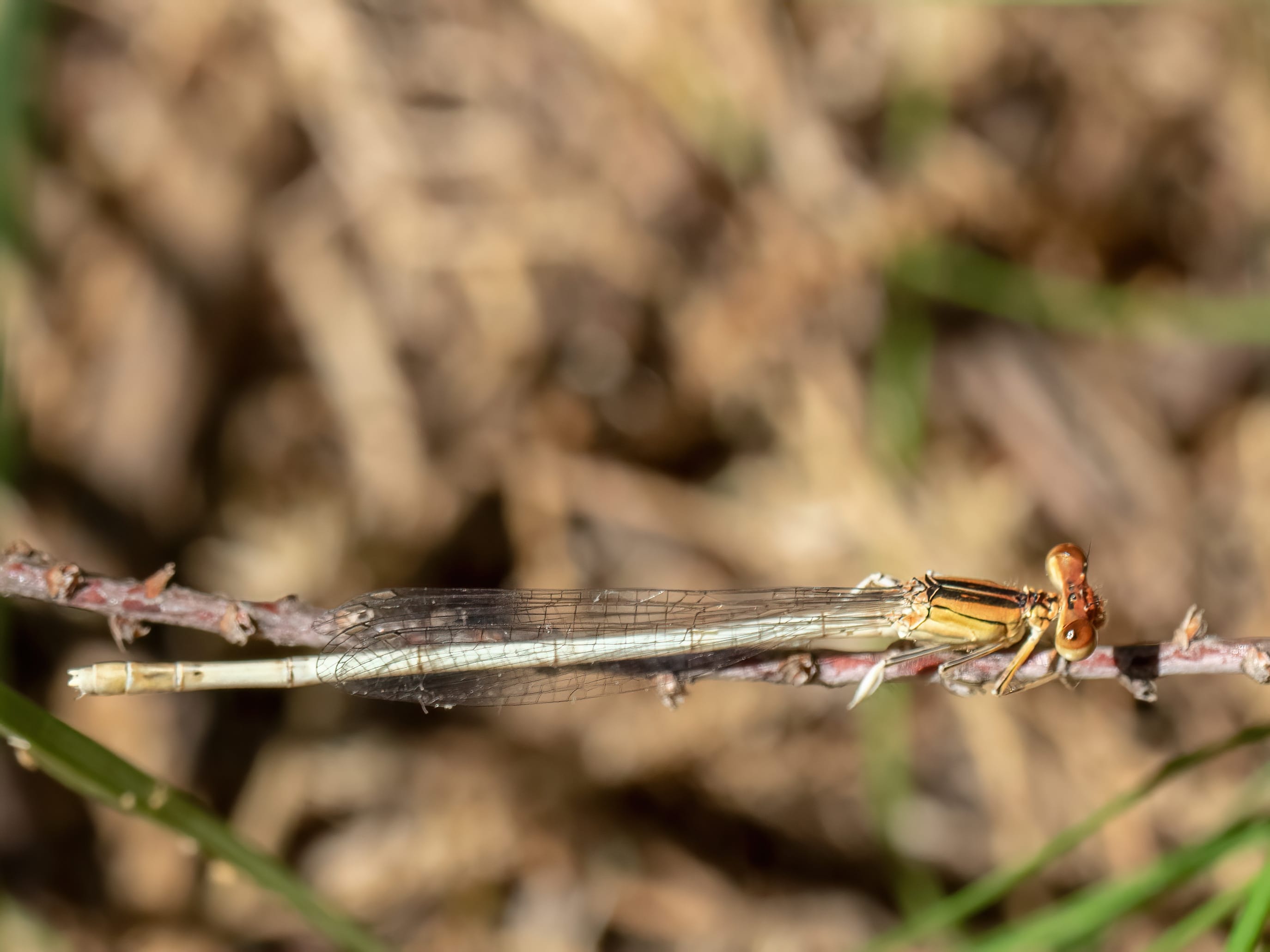 Platycnemis latipes — White featherleg. Parc Ornithologique, Camargue, France, 2019.