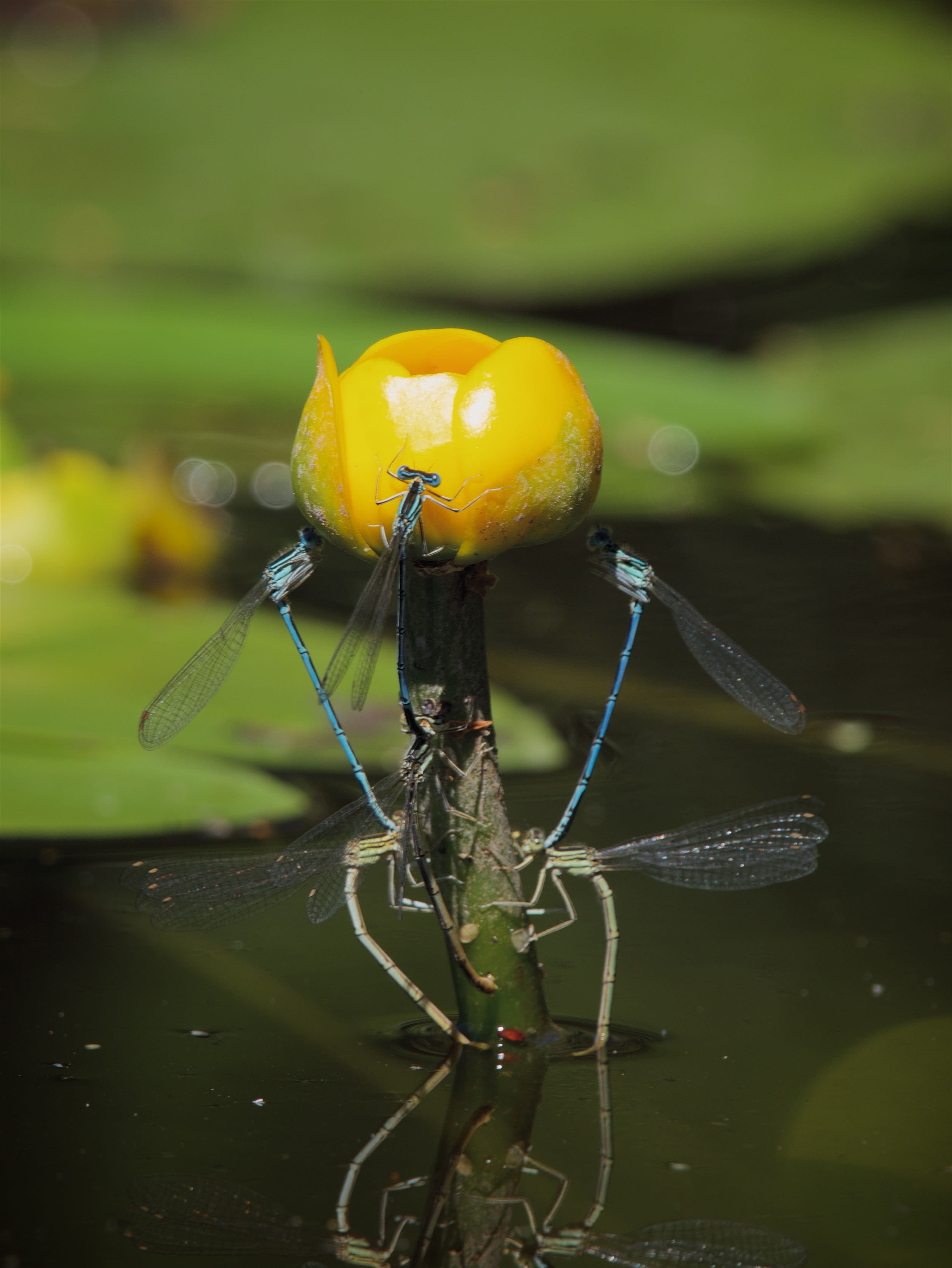 Image from Platycnemis pennipes album