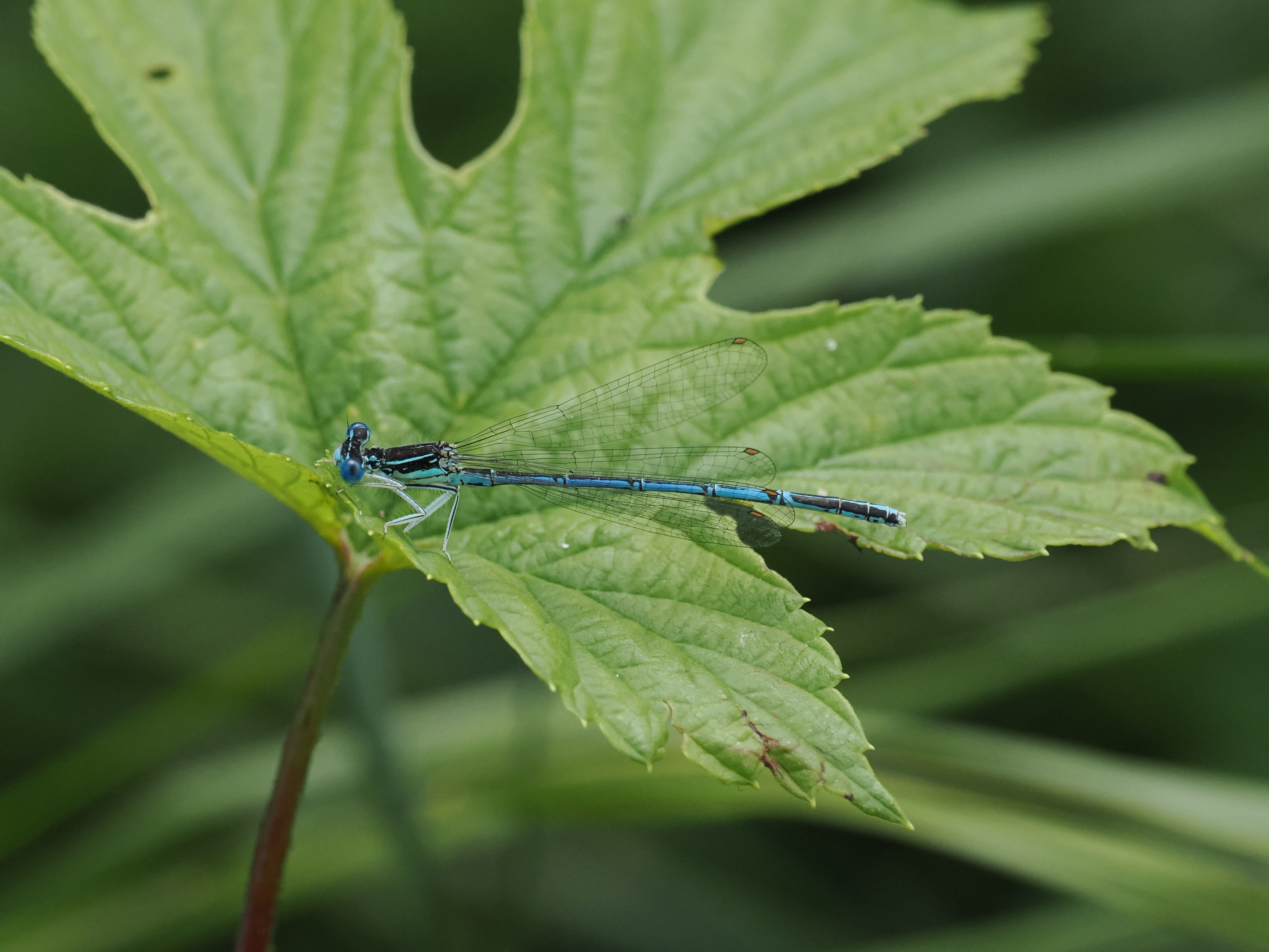 Platycnemis pennipes — White-legged damselfly. Vretaån, Södermanland, Sweden. 2026.
