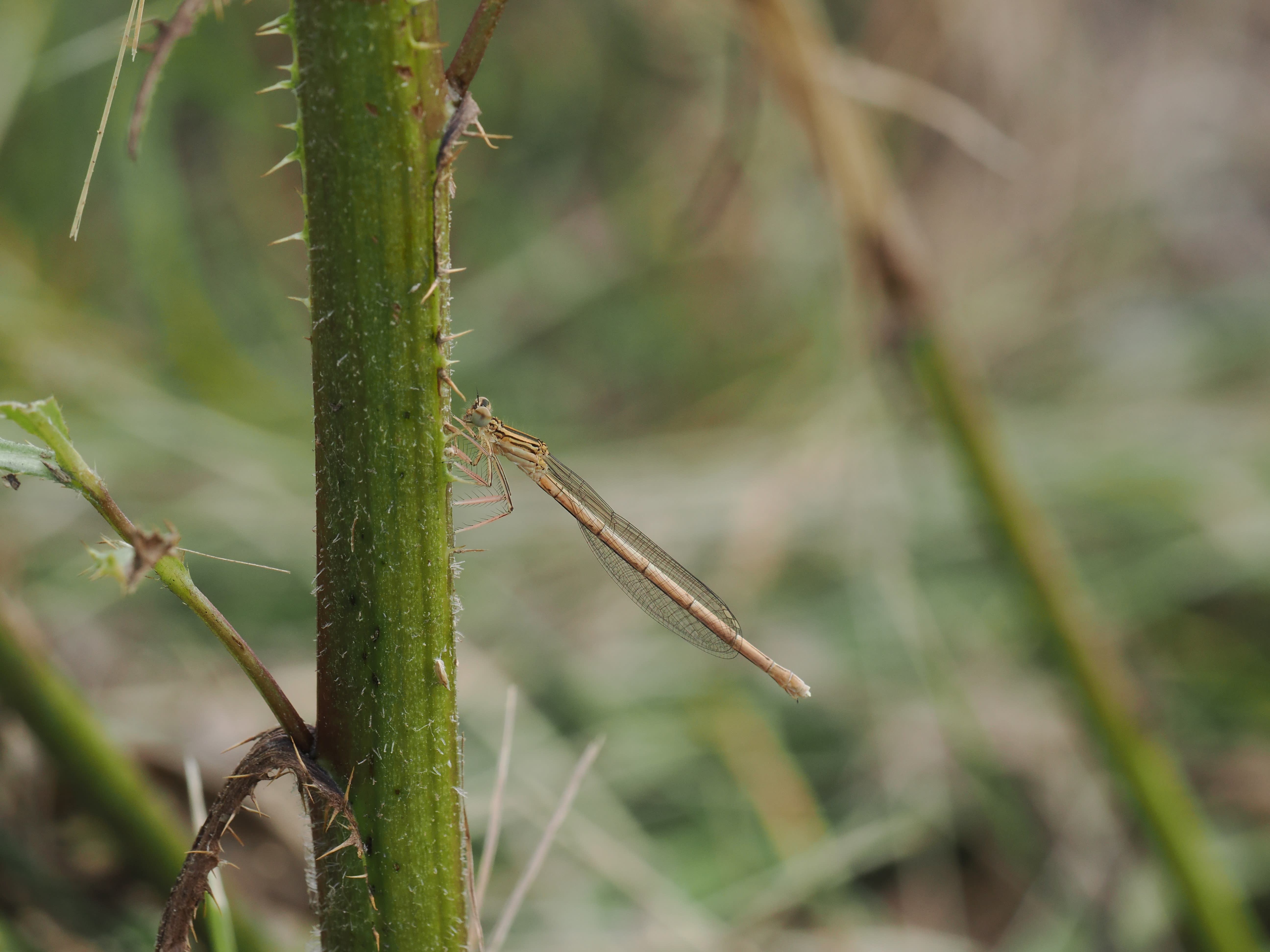 Platycnemis pennipes — White-legged damselfly. Kilaån, Södermanland, Sweden. 2026.