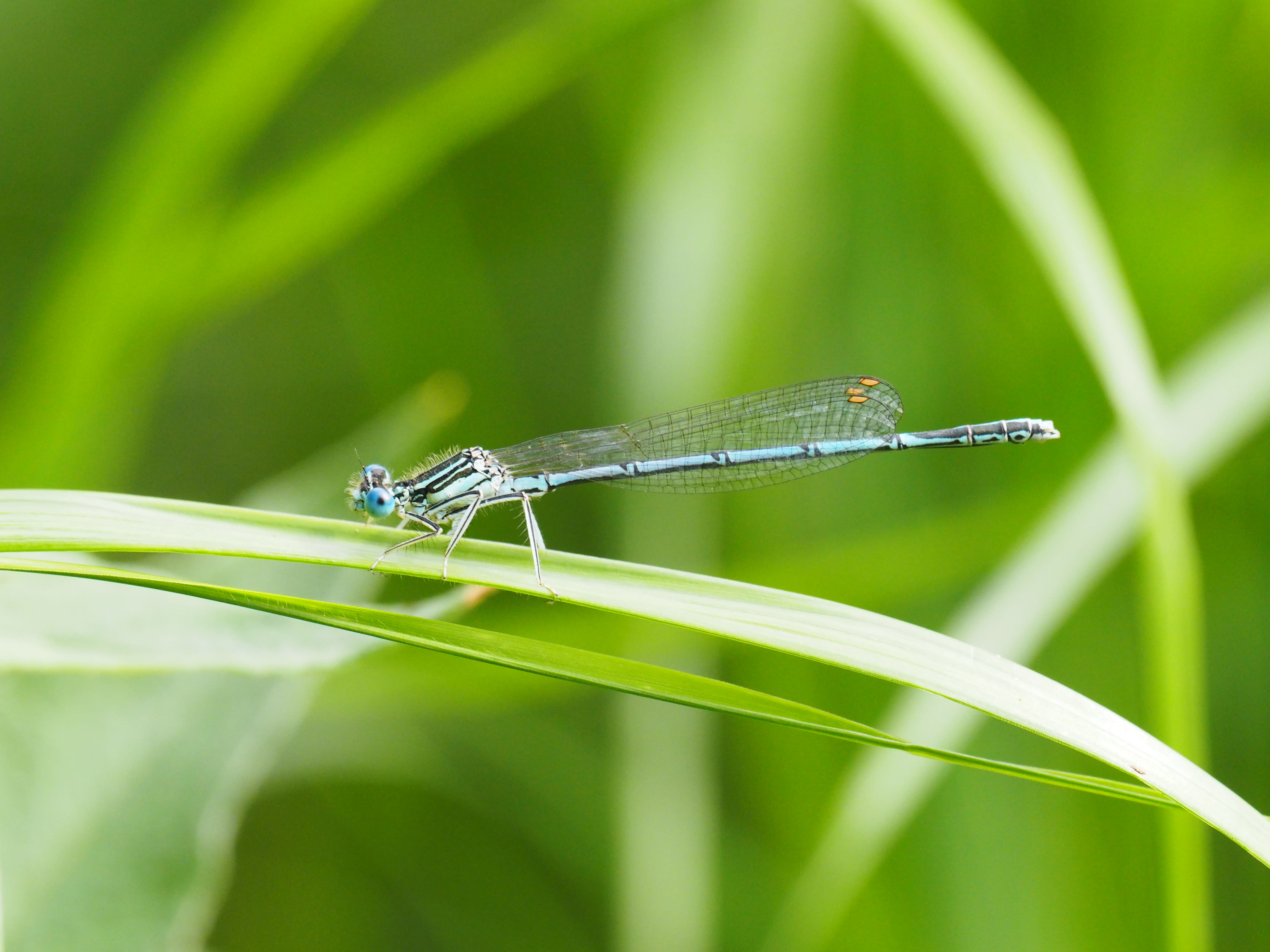 Image from Platycnemis pennipes album