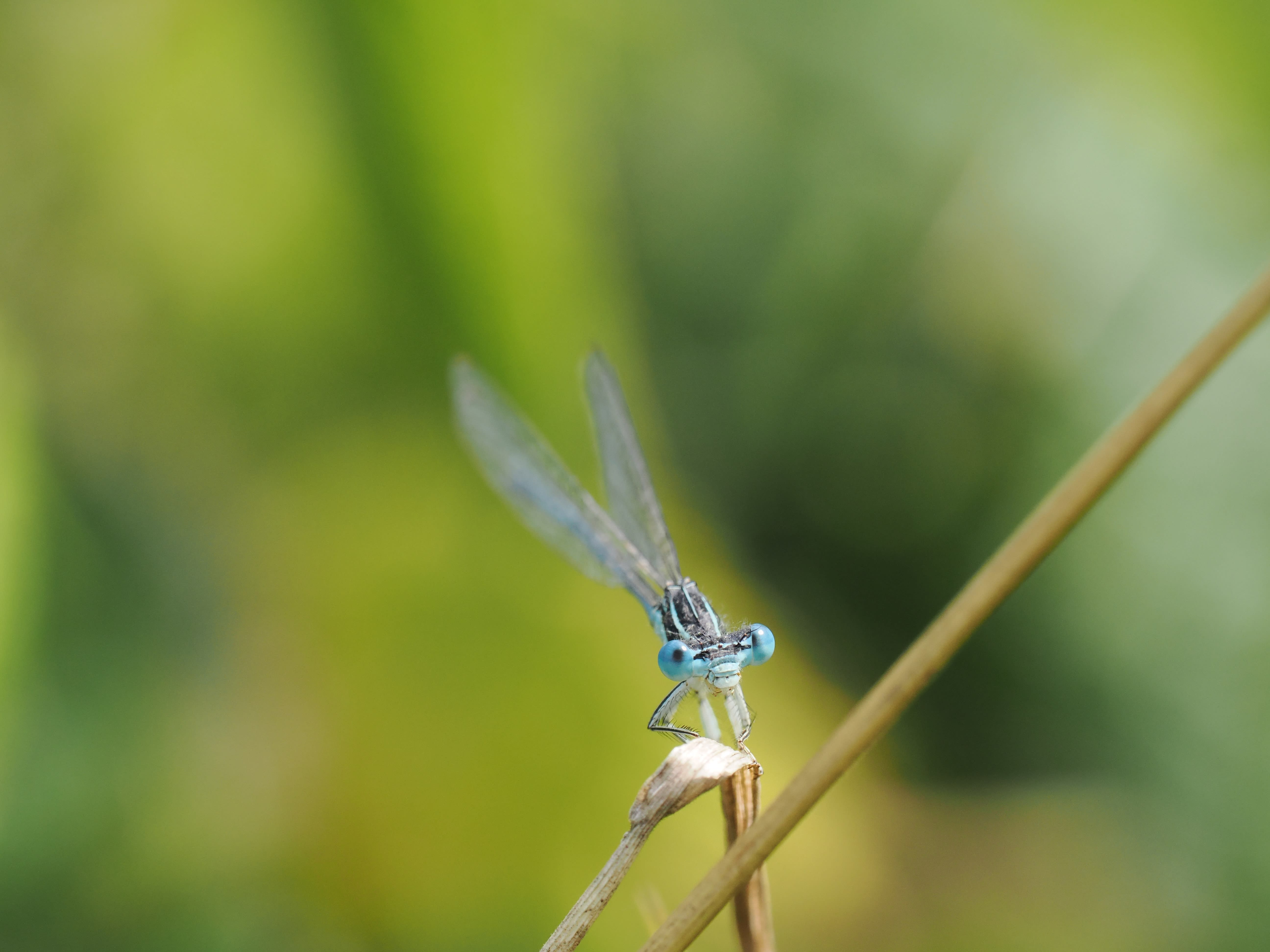 Image from Platycnemis pennipes album