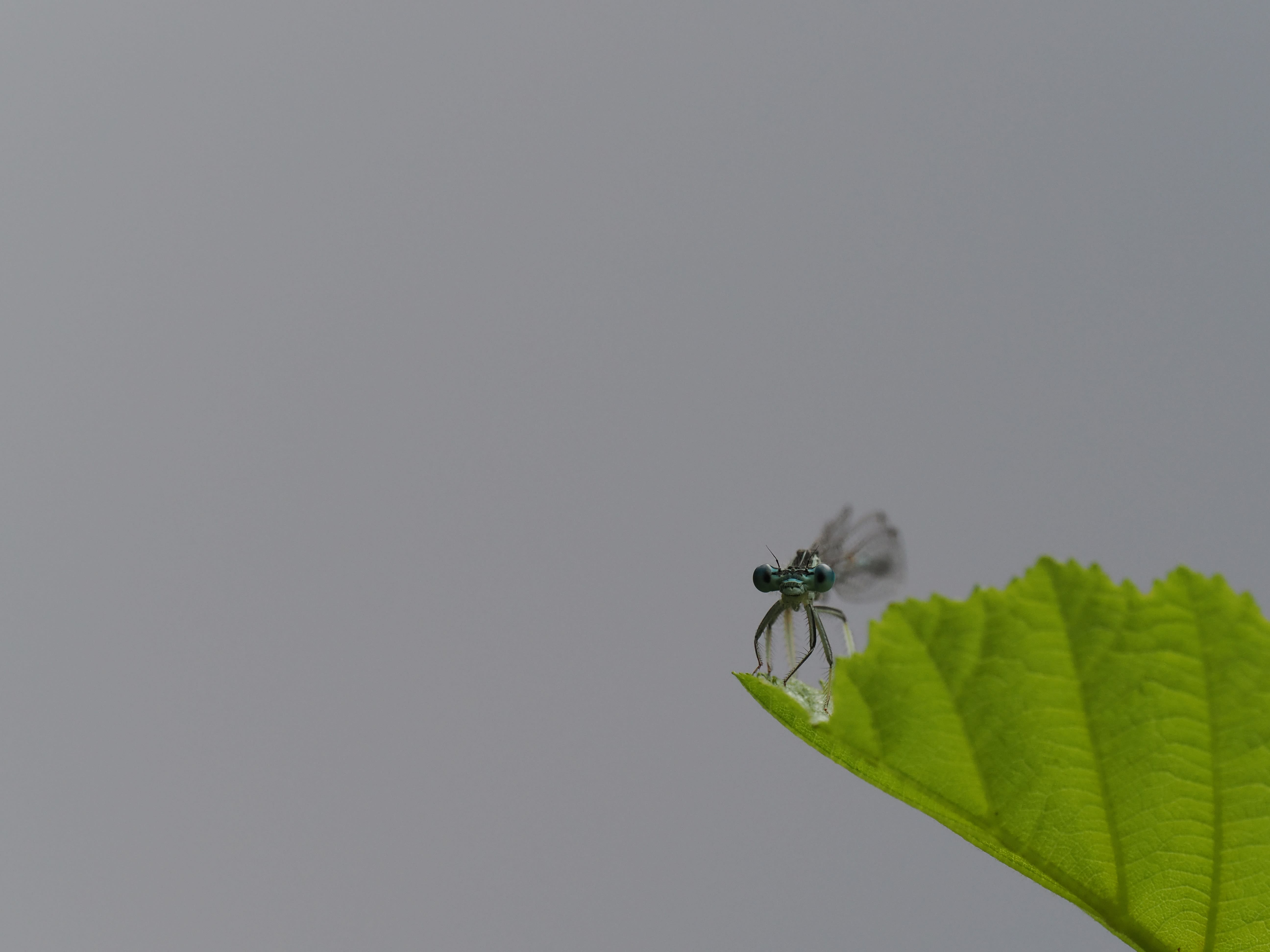 Image from Platycnemis pennipes album