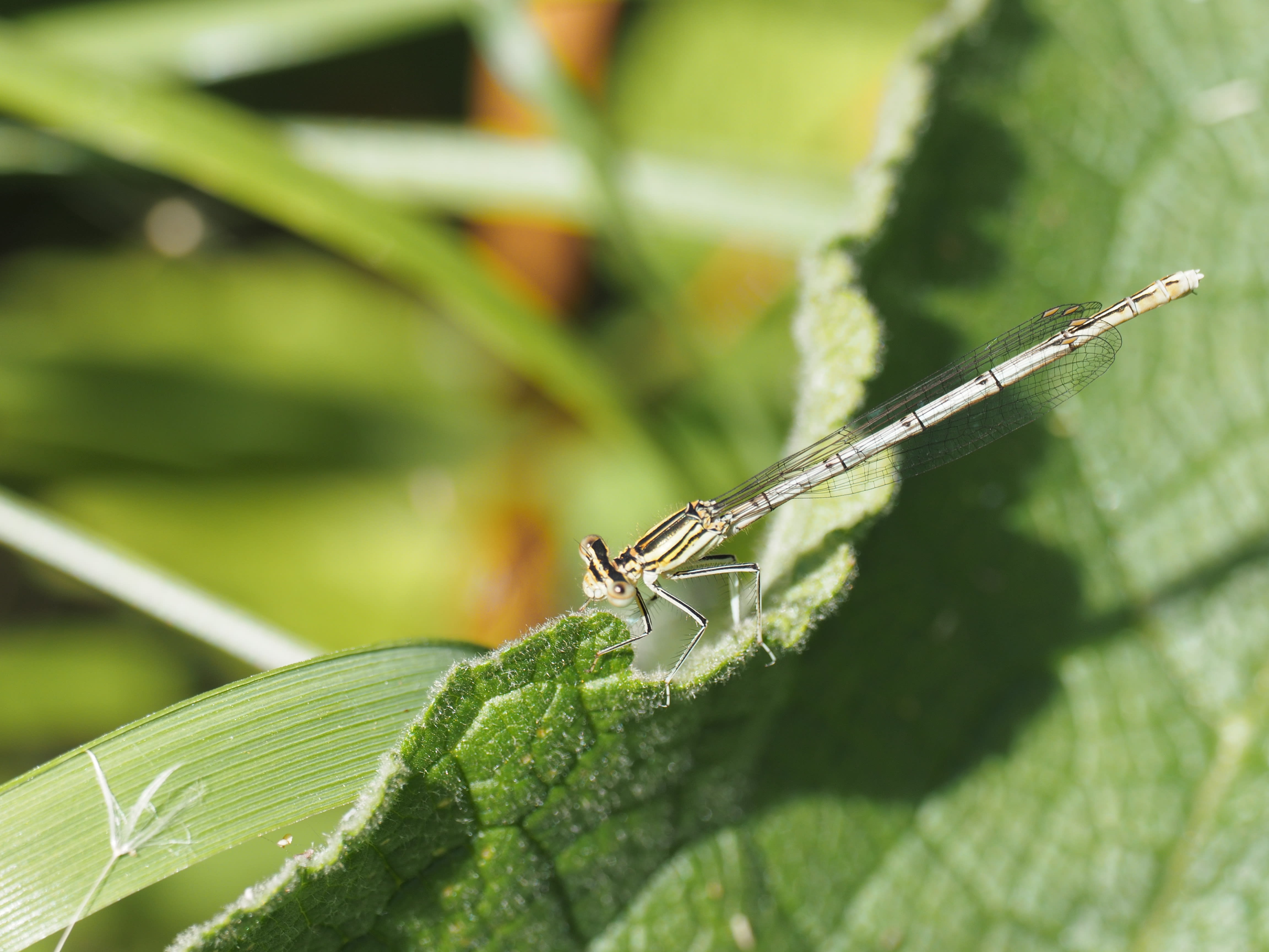 Image from Platycnemis pennipes album