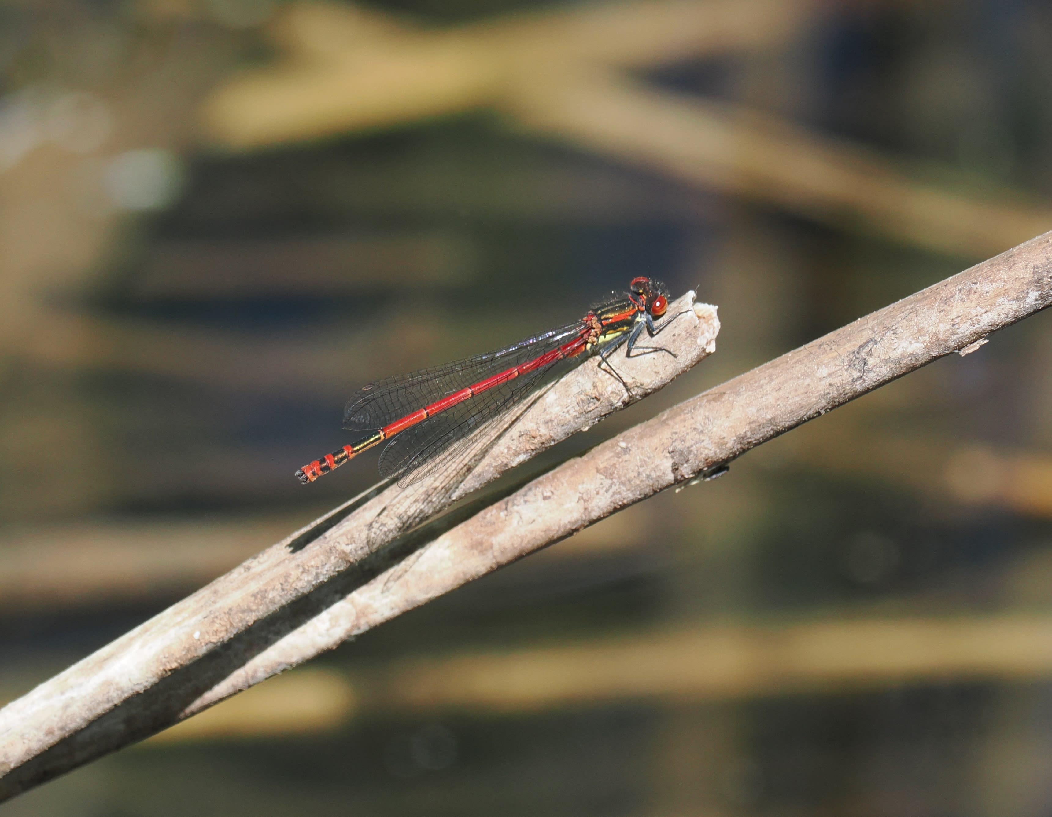 Image from Pyrrhosoma nymphula album
