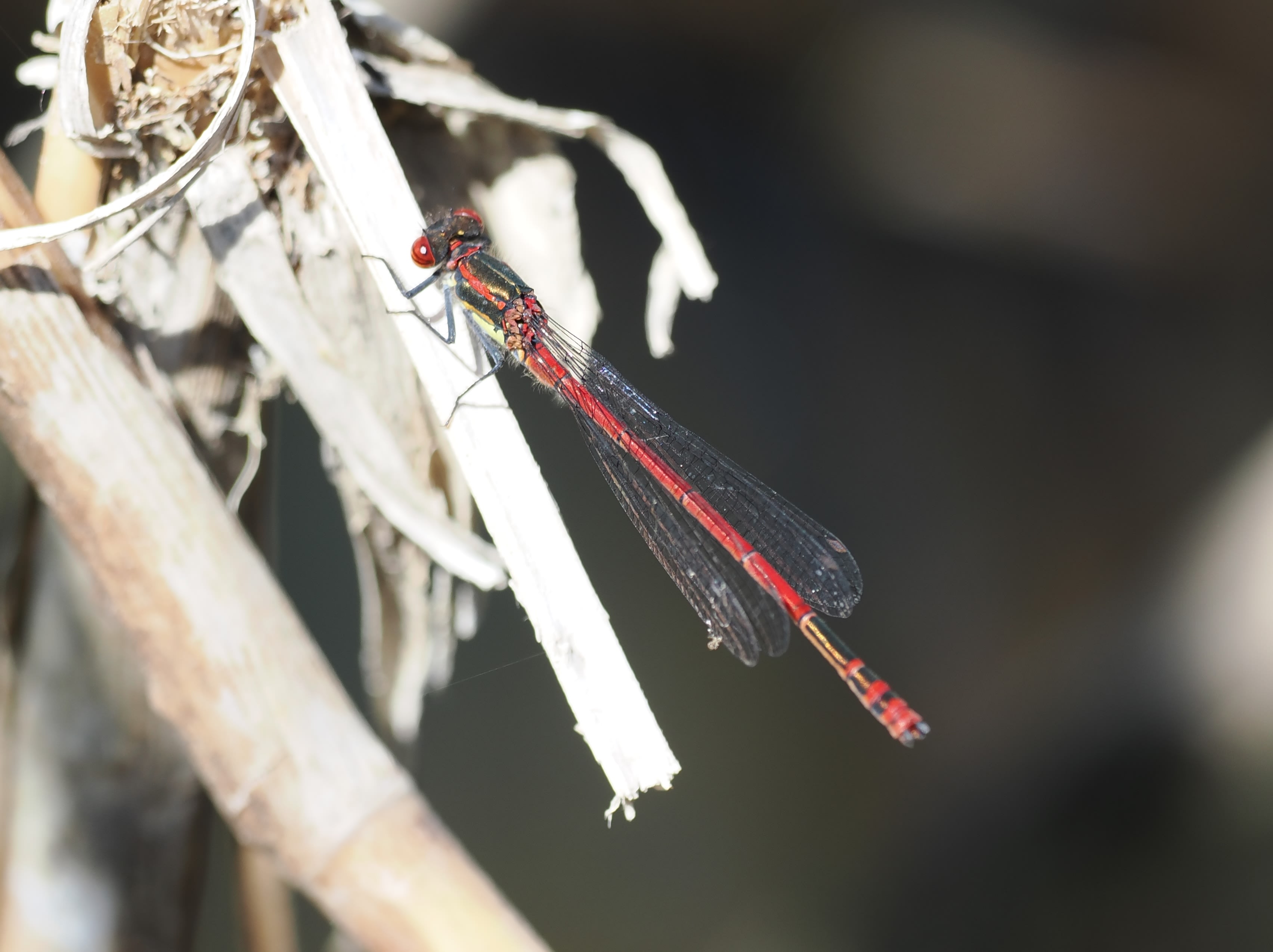Pyrrhosoma nymphula — Röd flickslända. Silverdal, Sollentuna 2026