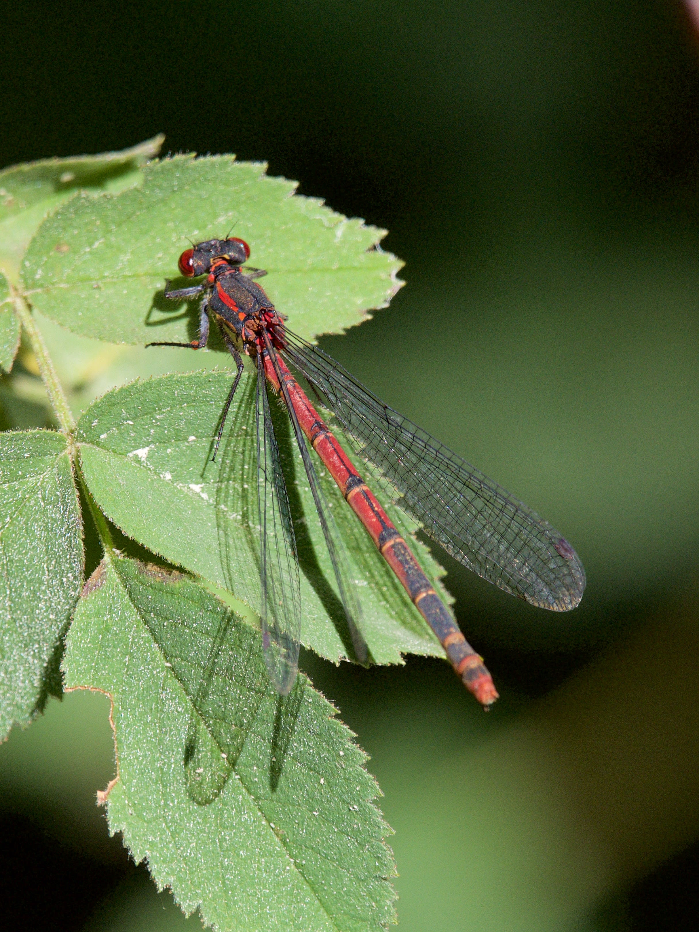 Image from Pyrrhosoma nymphula album