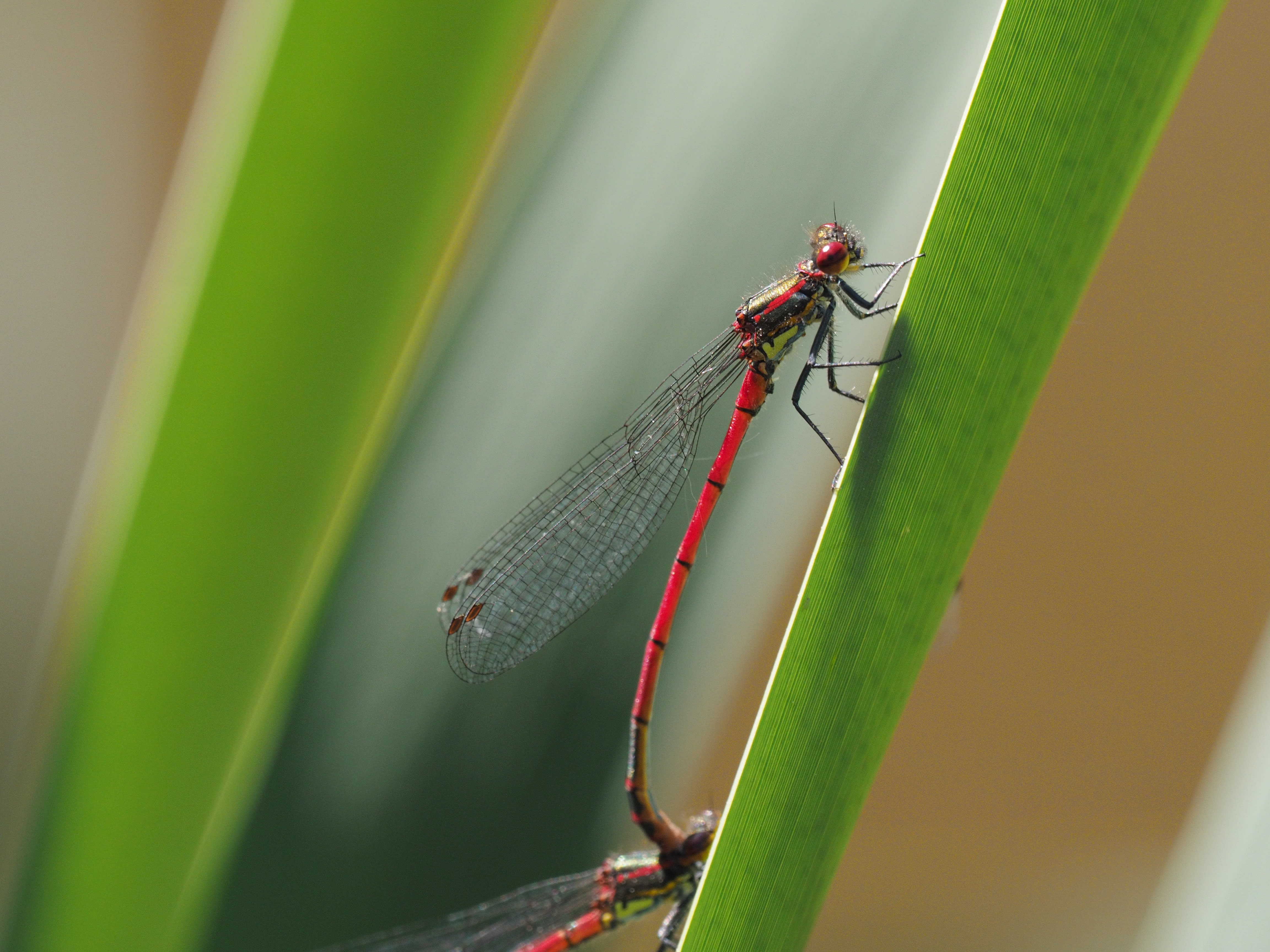 Image from Pyrrhosoma nymphula album