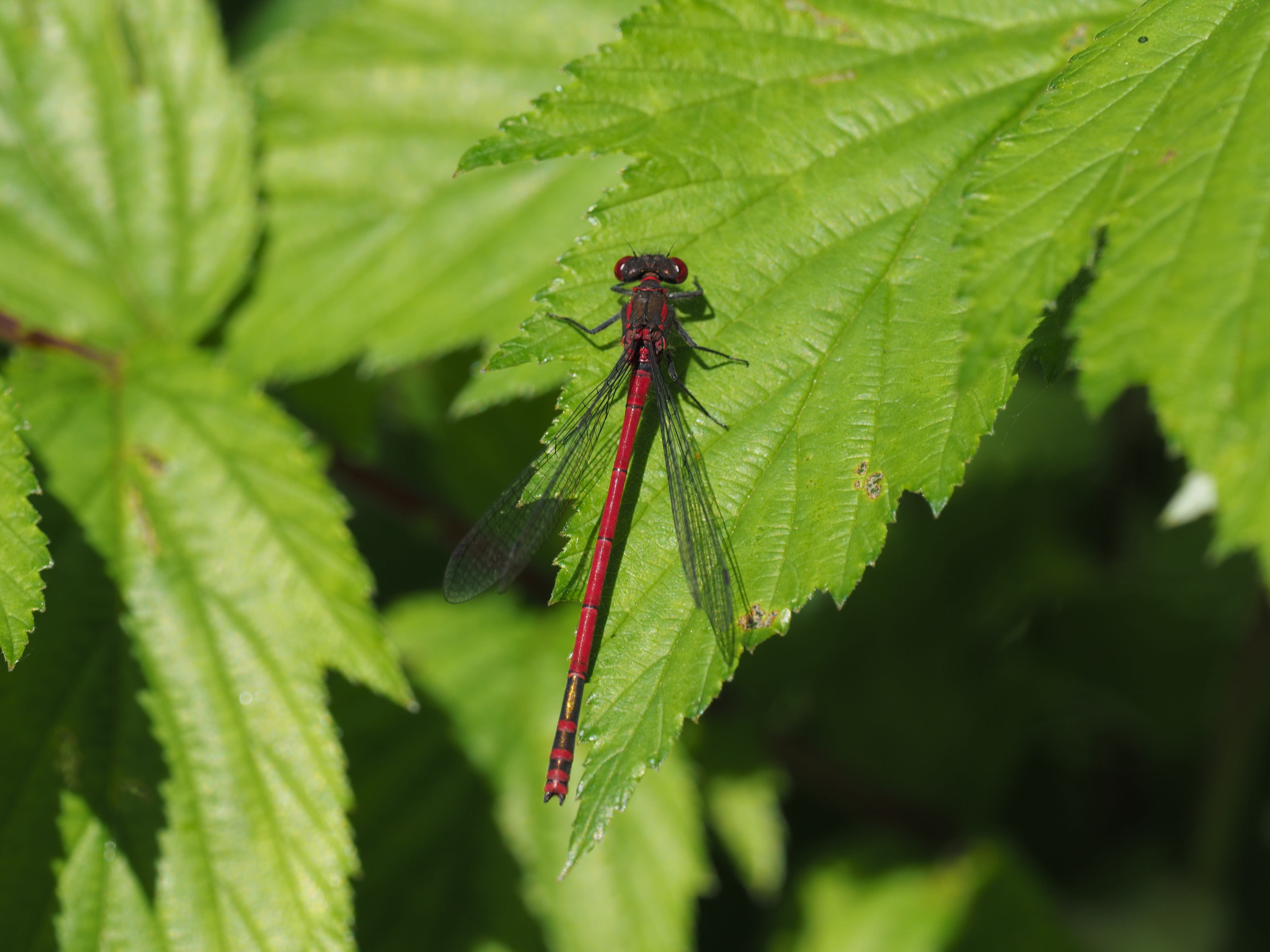 Image from Pyrrhosoma nymphula album