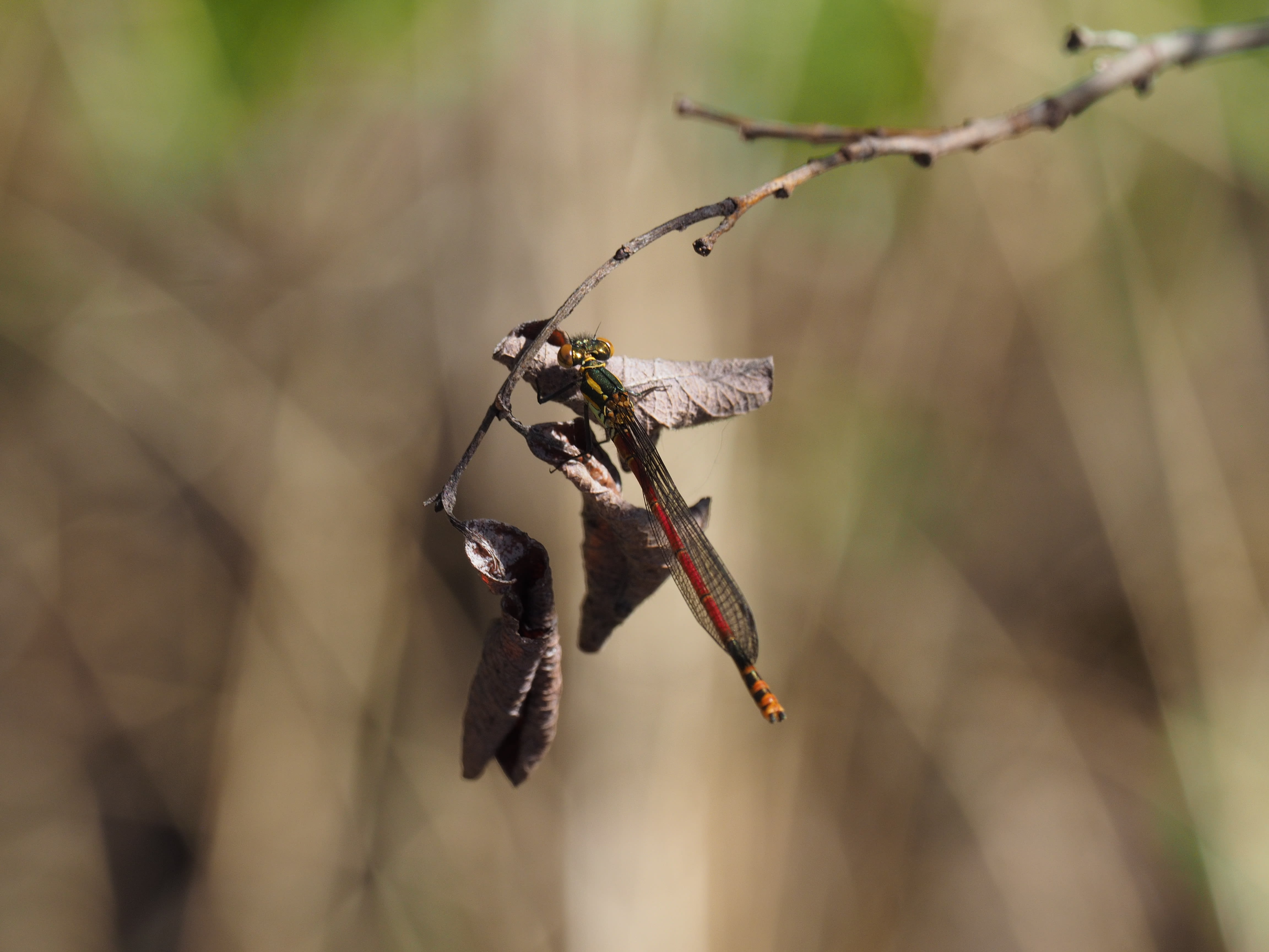 Image from Pyrrhosoma nymphula album