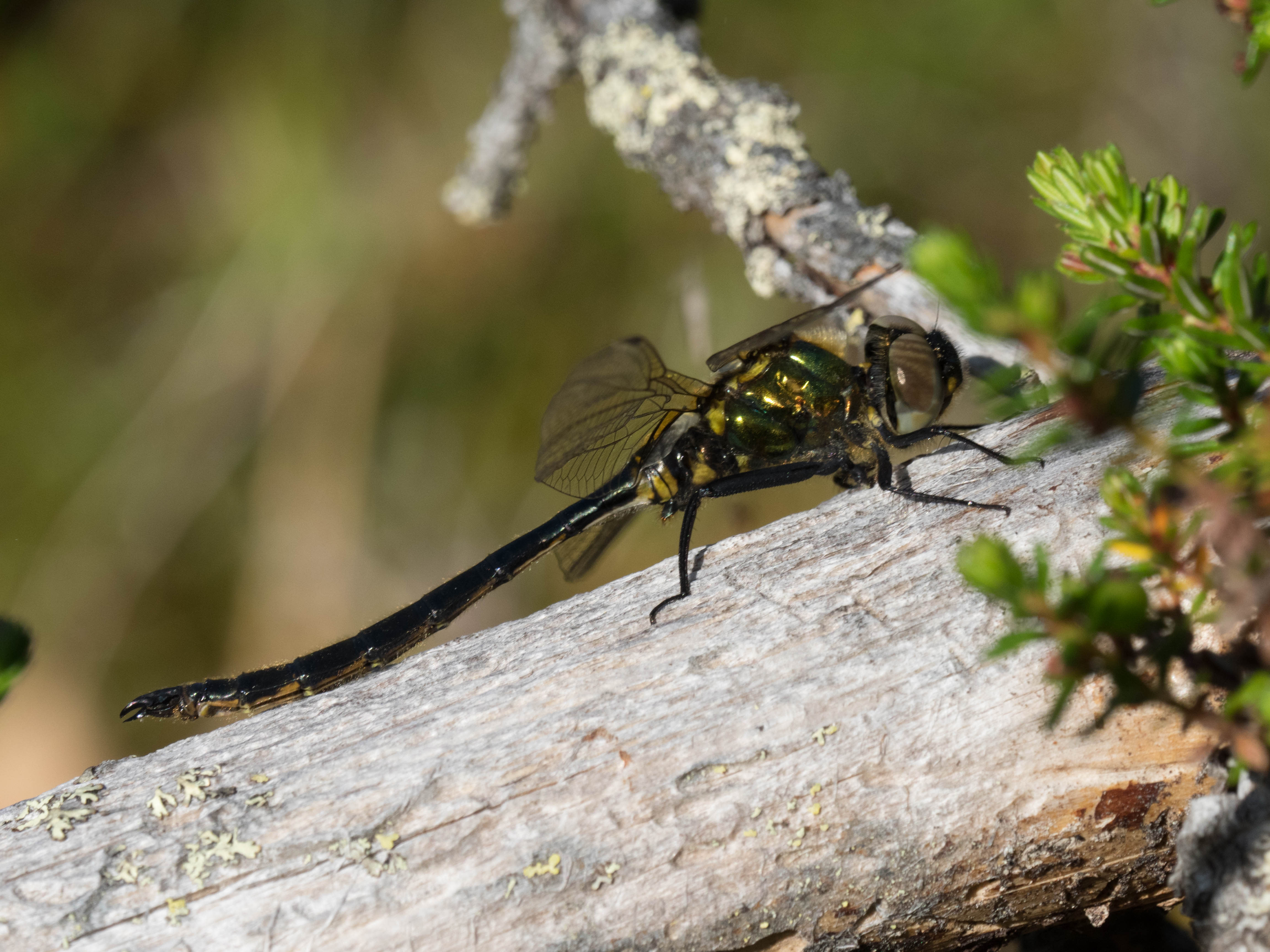 Image from Somatochlora arctica album