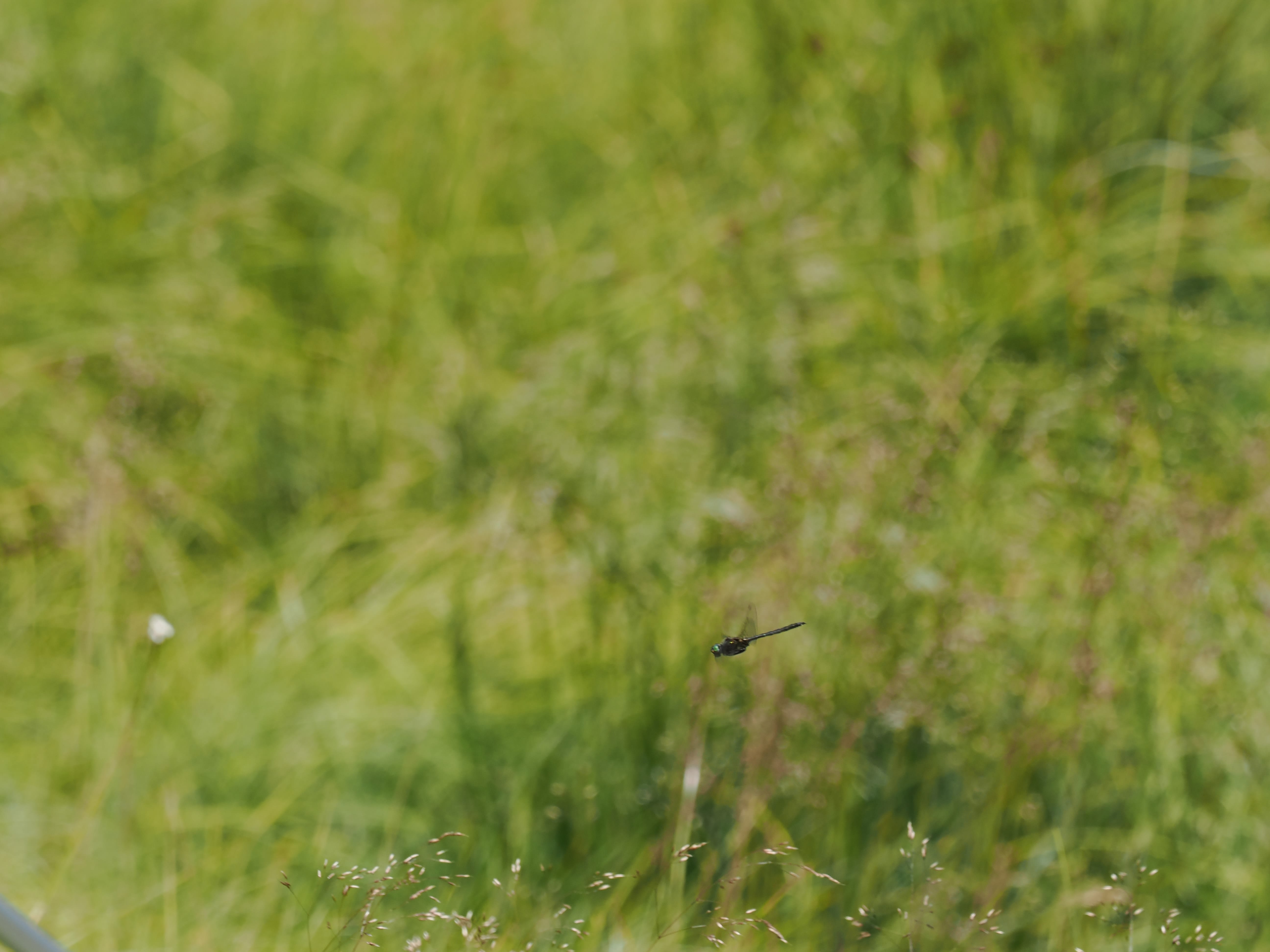 Image from Somatochlora arctica album