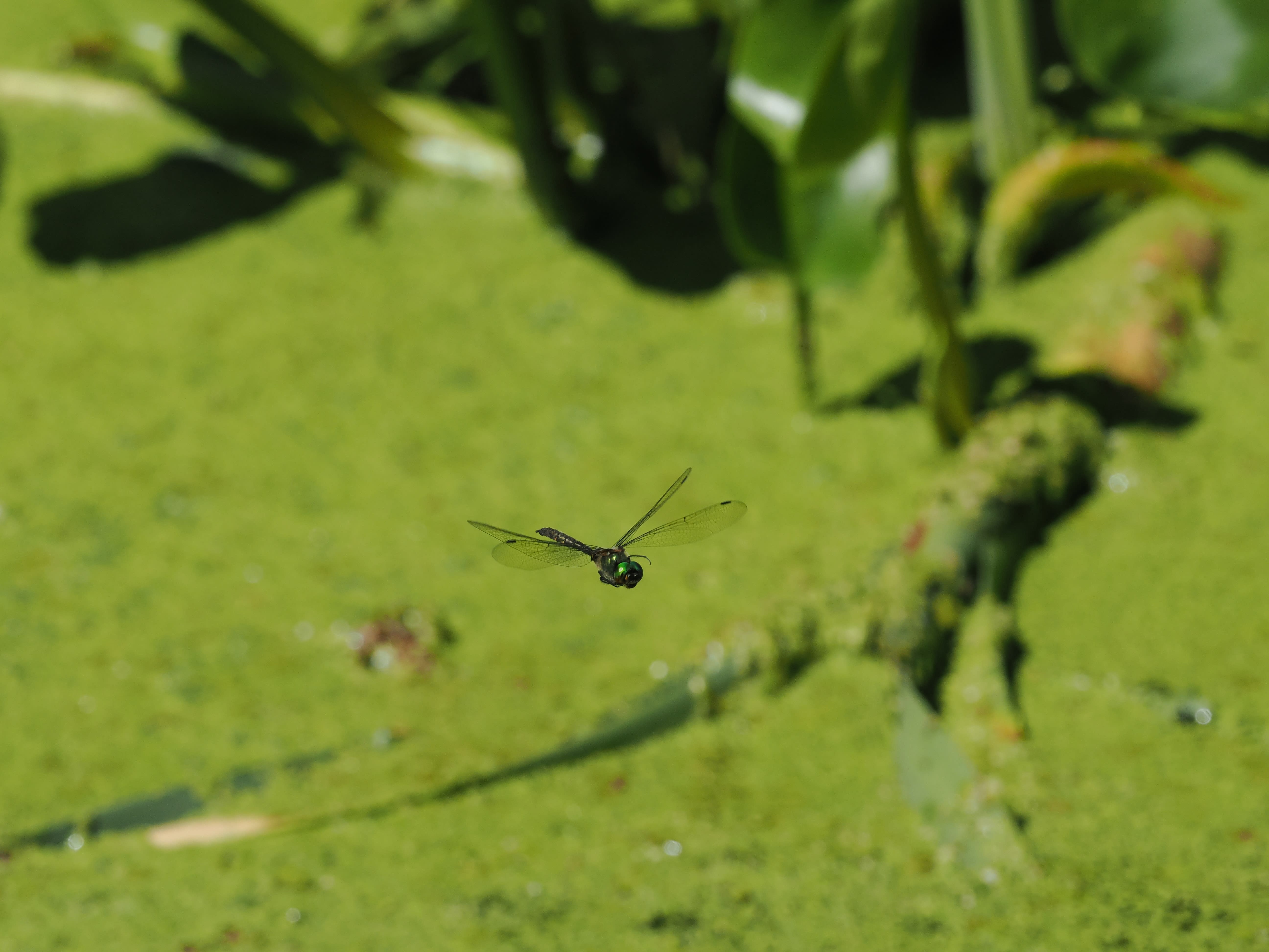 Somatochlora flavomaculata — Yellow-spotted emerald. Oxelösund, Södermanland, Sweden. 2026.
