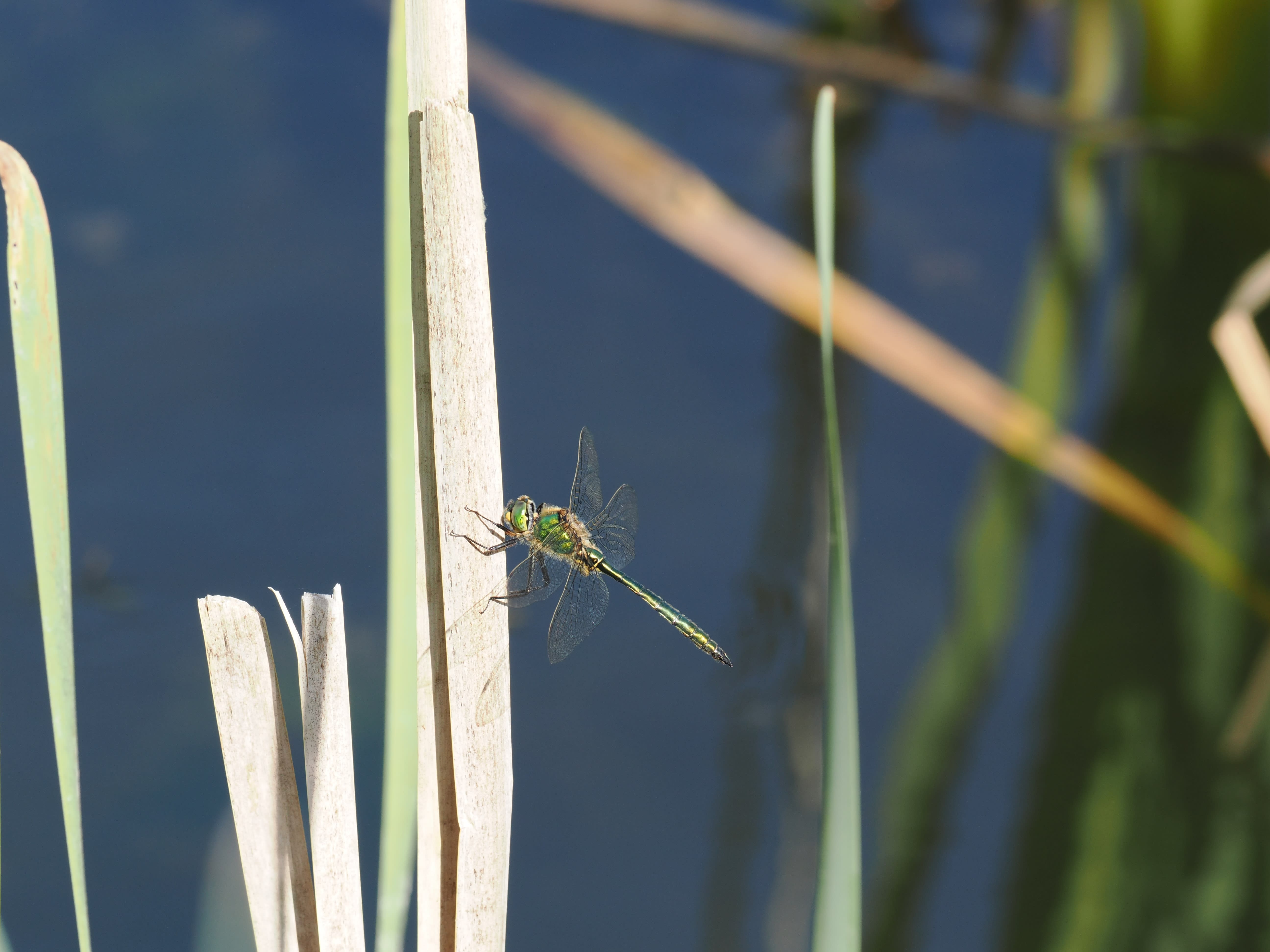Somatochlora flavomaculata — Yellow-spotted emerald. Oxelösund, Södermanland, Sweden. 2026.
