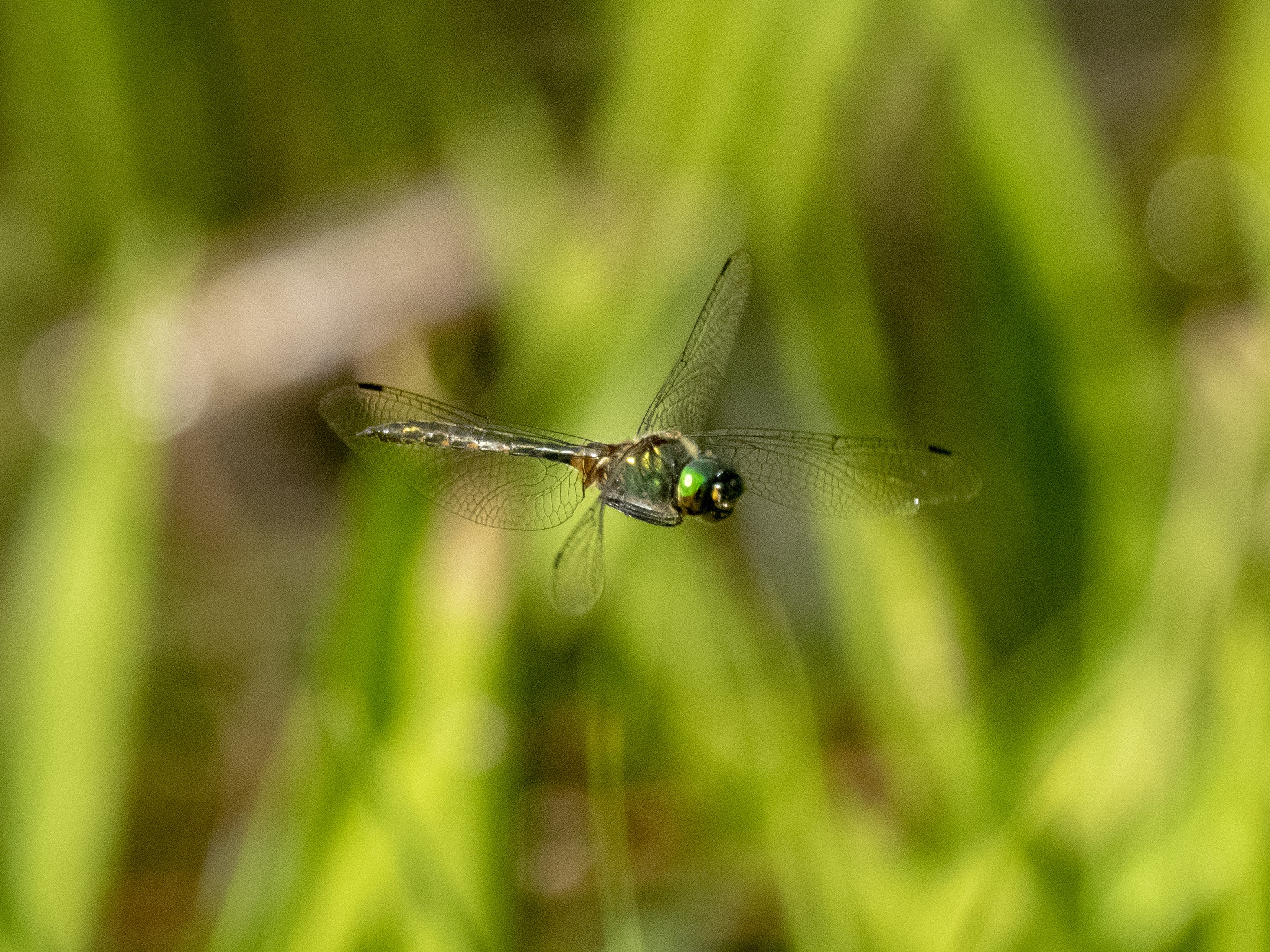 Image from Somatochlora flavomaculata album