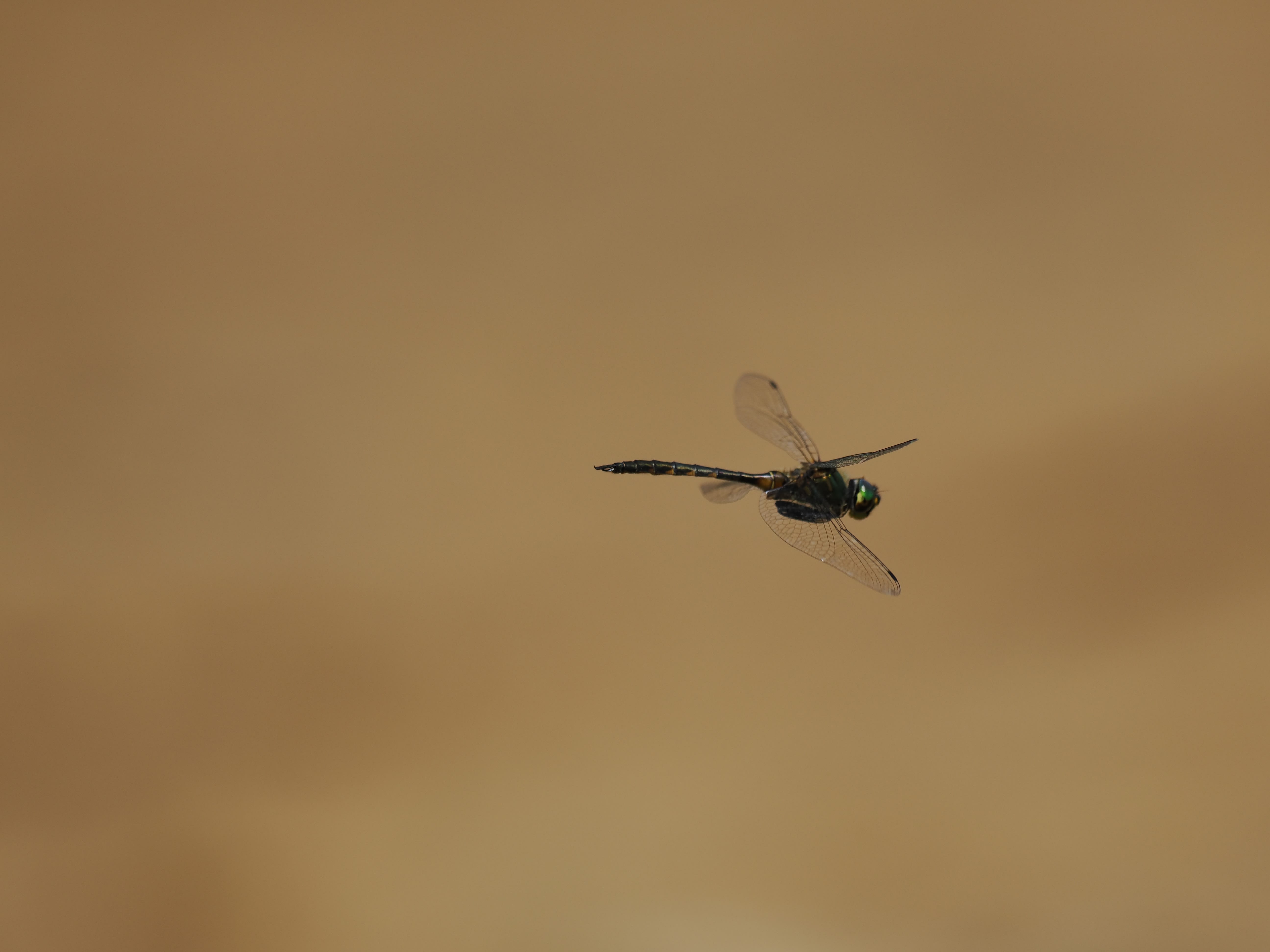 Image from Somatochlora flavomaculata album