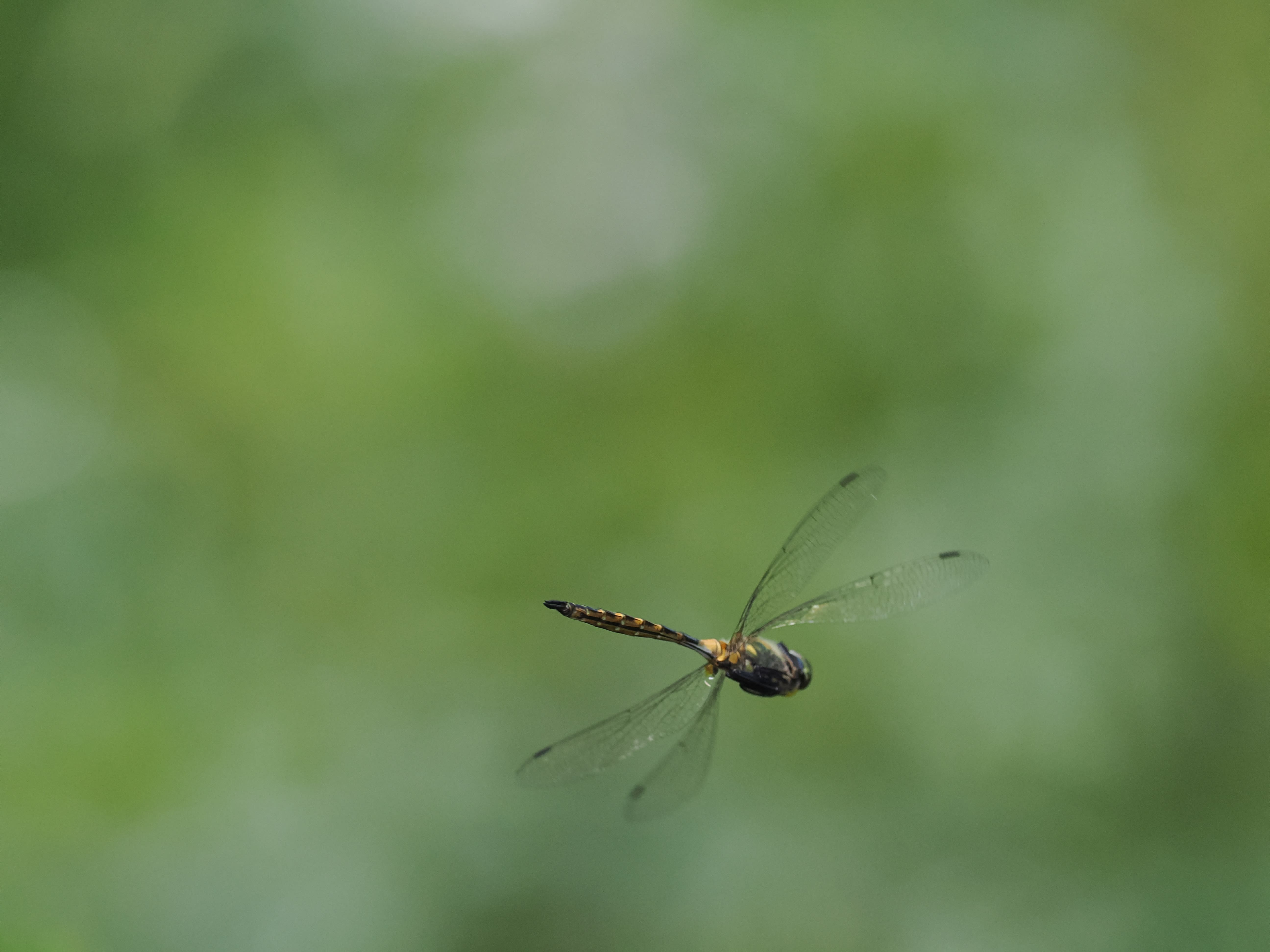 Image from Somatochlora flavomaculata album