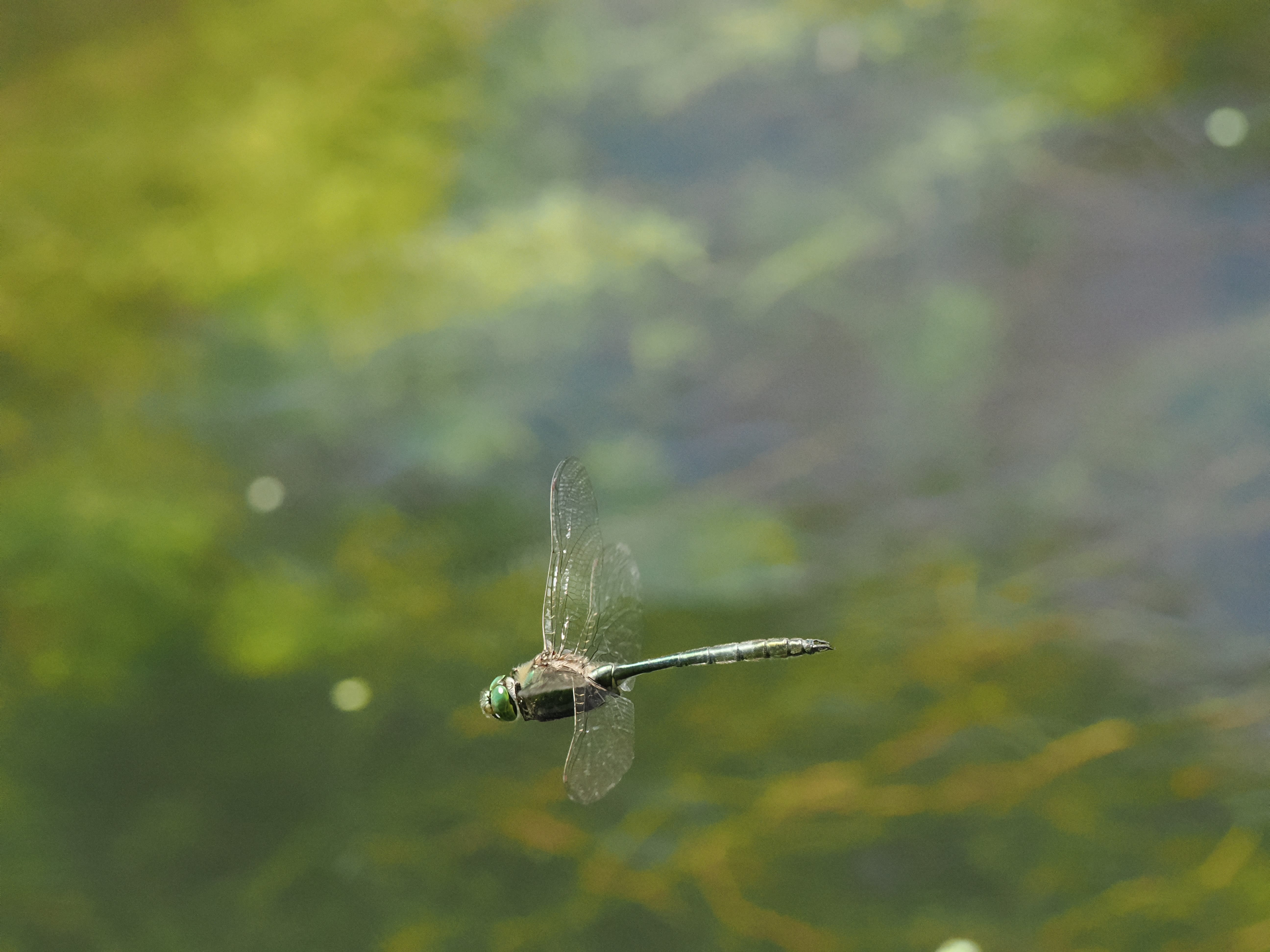 Somatochlora metallica — Brilliant emerald. Oxelösund, Södermanland, Sweden. 2026.