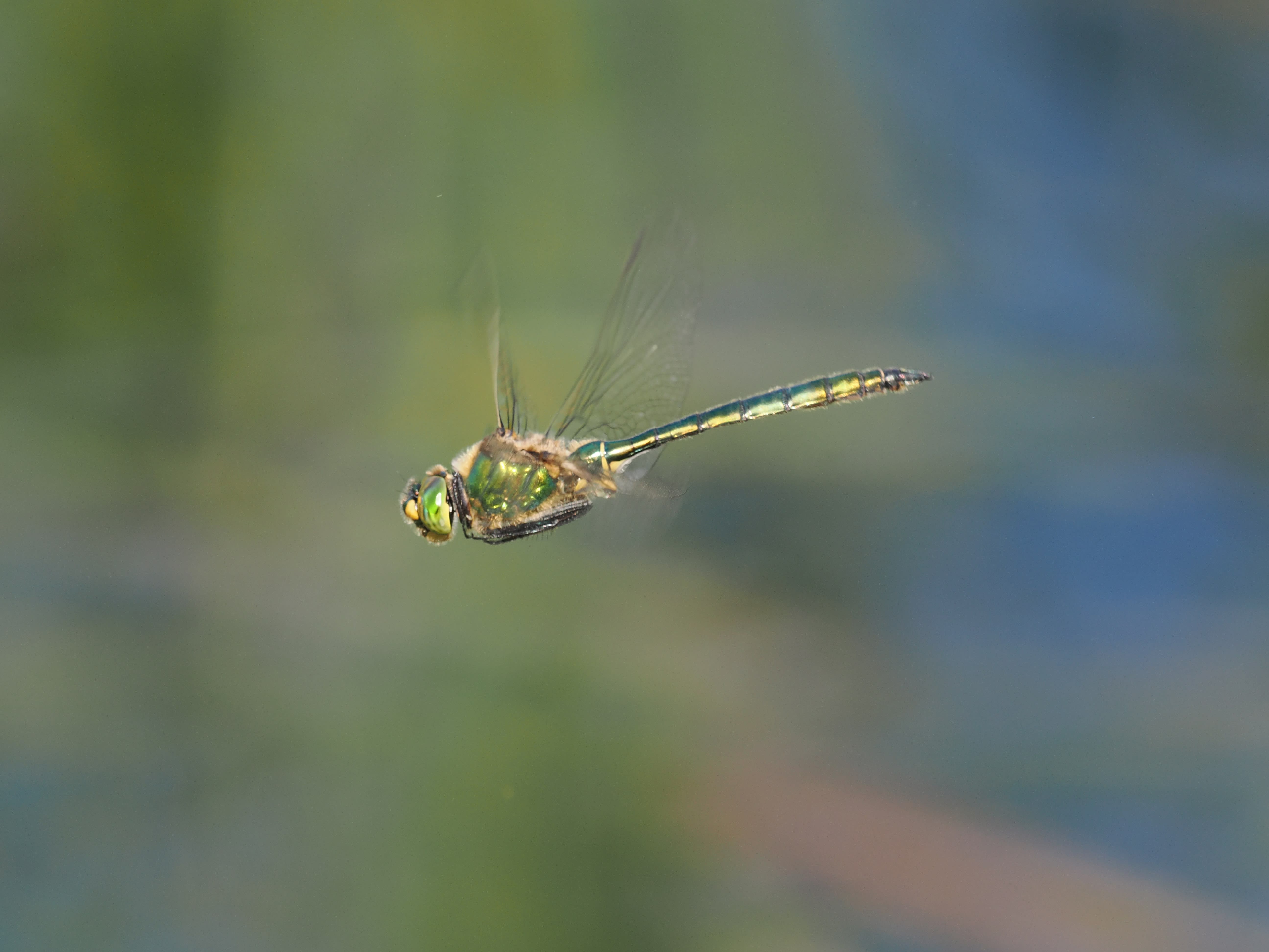 Somatochlora metallica — Brilliant emerald. Oxelösund, Södermanland, Sweden. 2026.