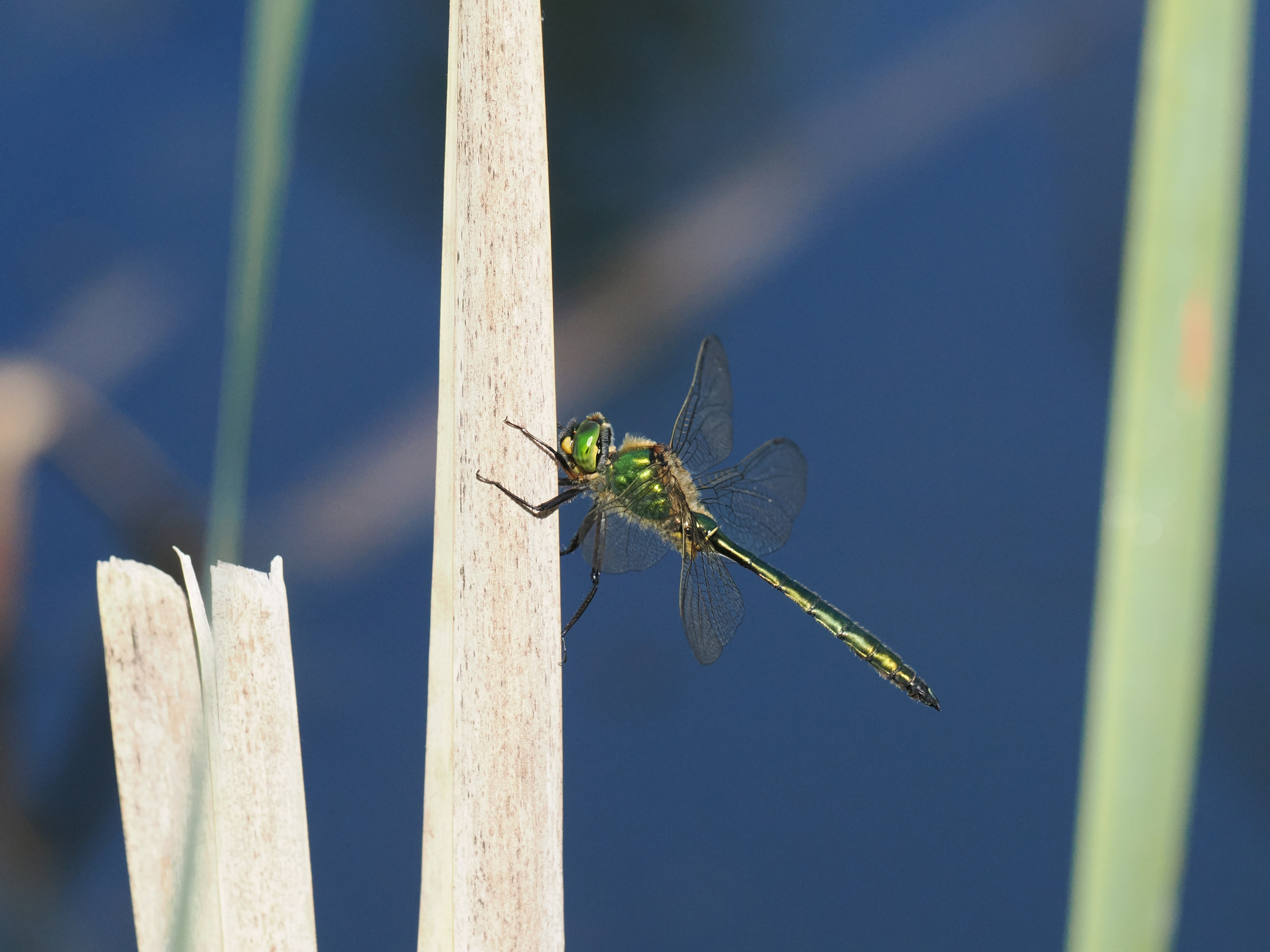 Somatochlora metallica — Brilliant emerald. Oxelösund, Södermanland, Sweden. 2026.