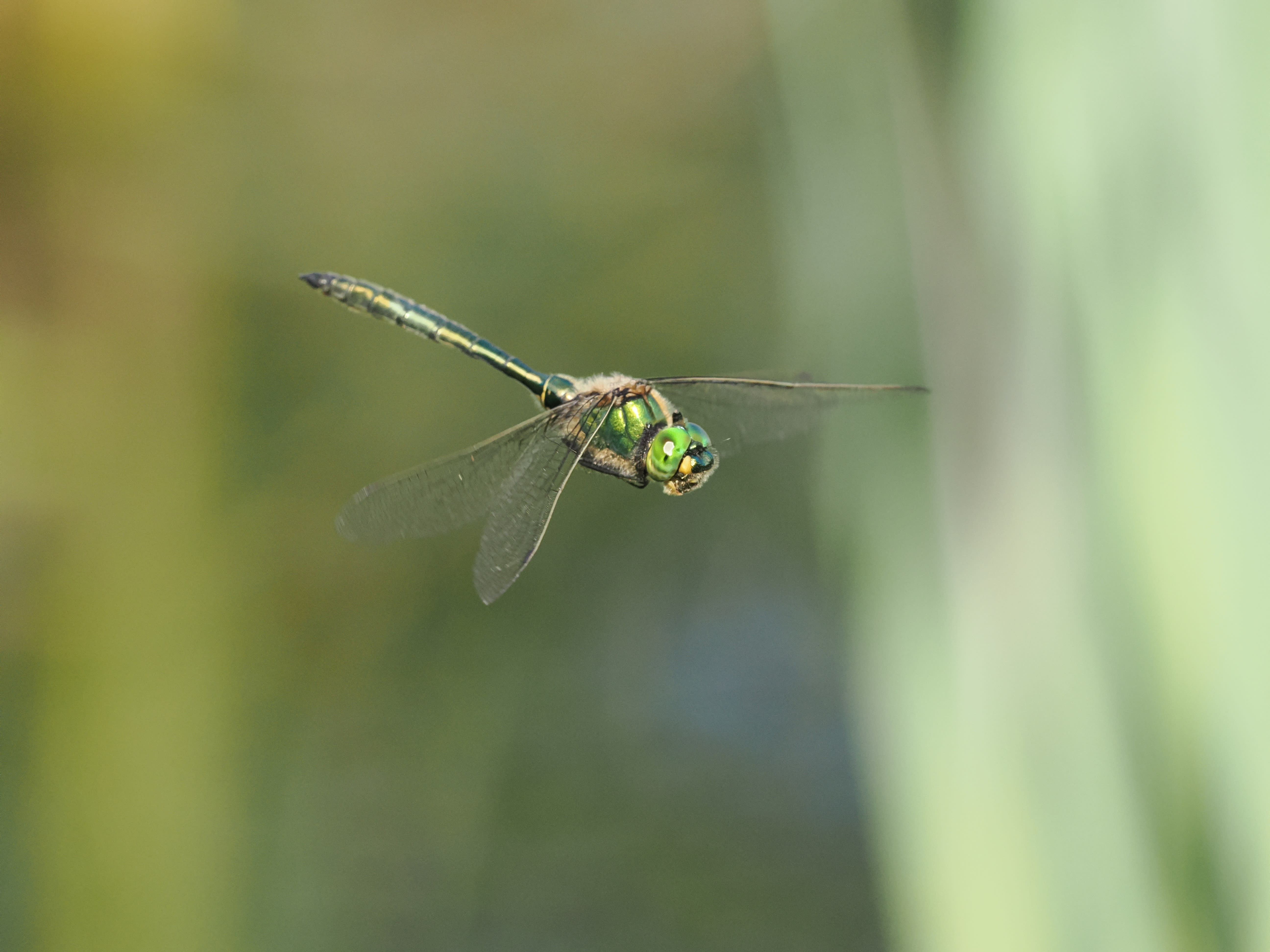 Somatochlora metallica — Brilliant emerald. Oxelösund, Södermanland, Sweden. 2026.