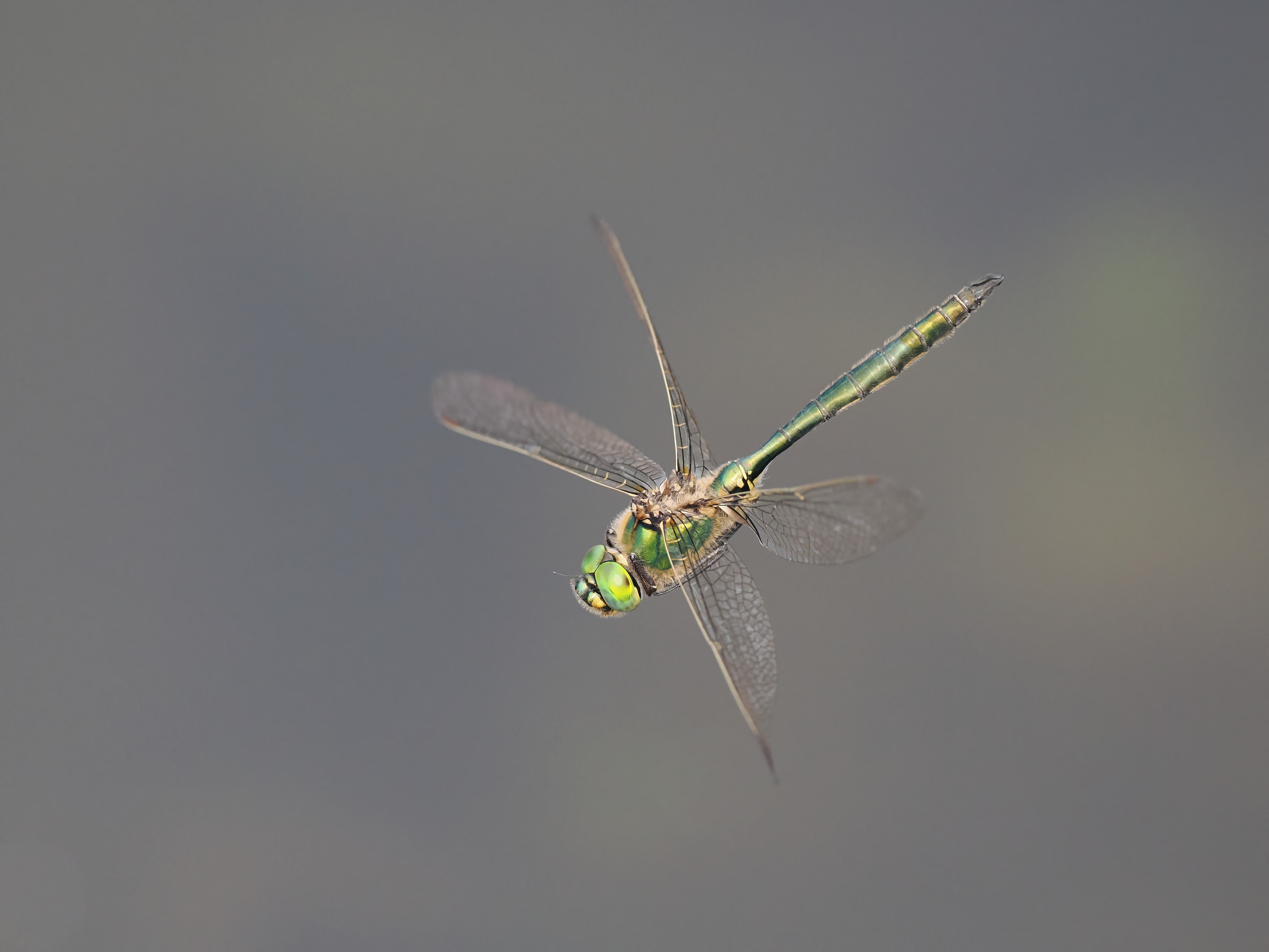 Image from Somatochlora metallica album