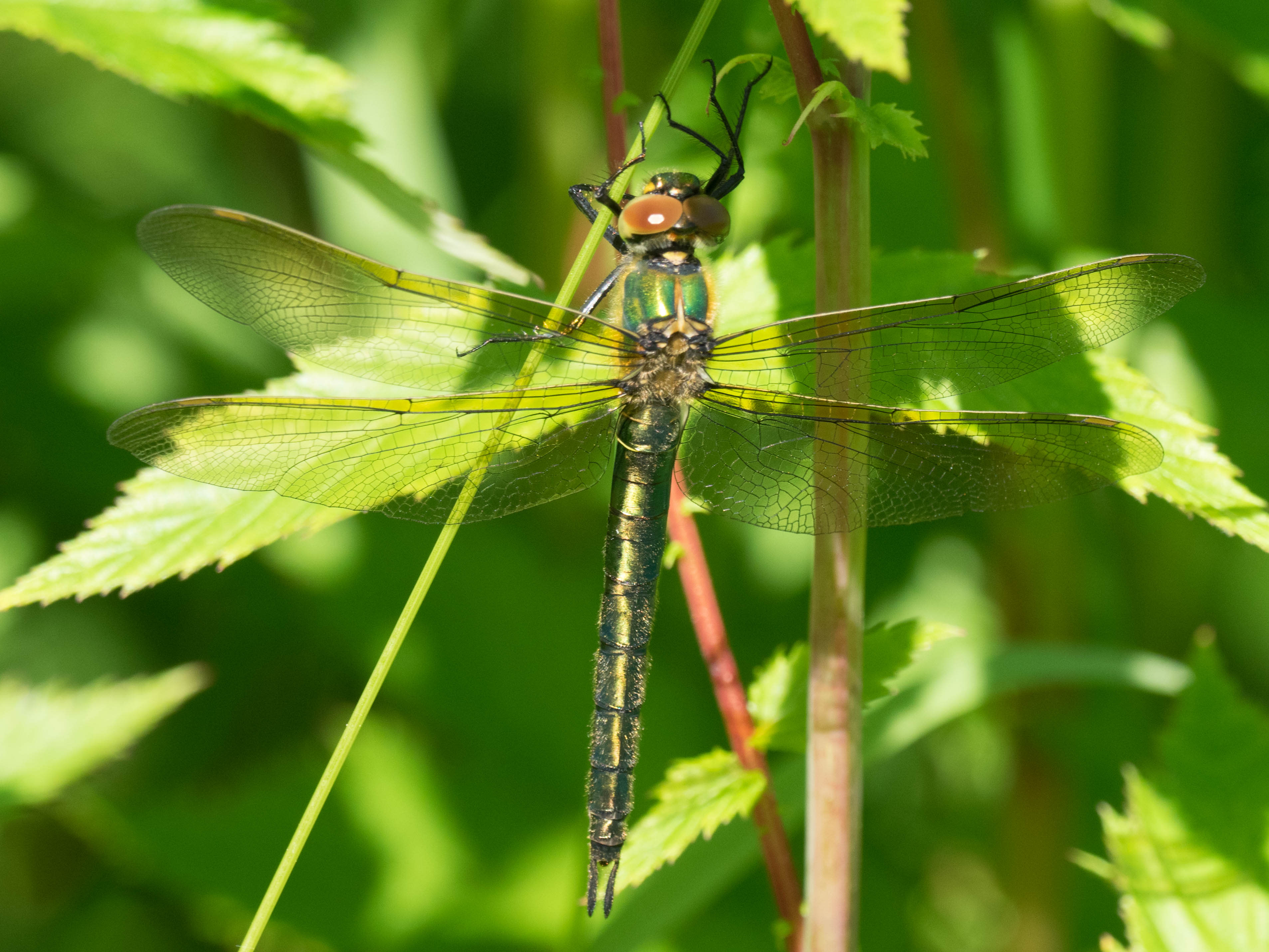Image from Somatochlora metallica album