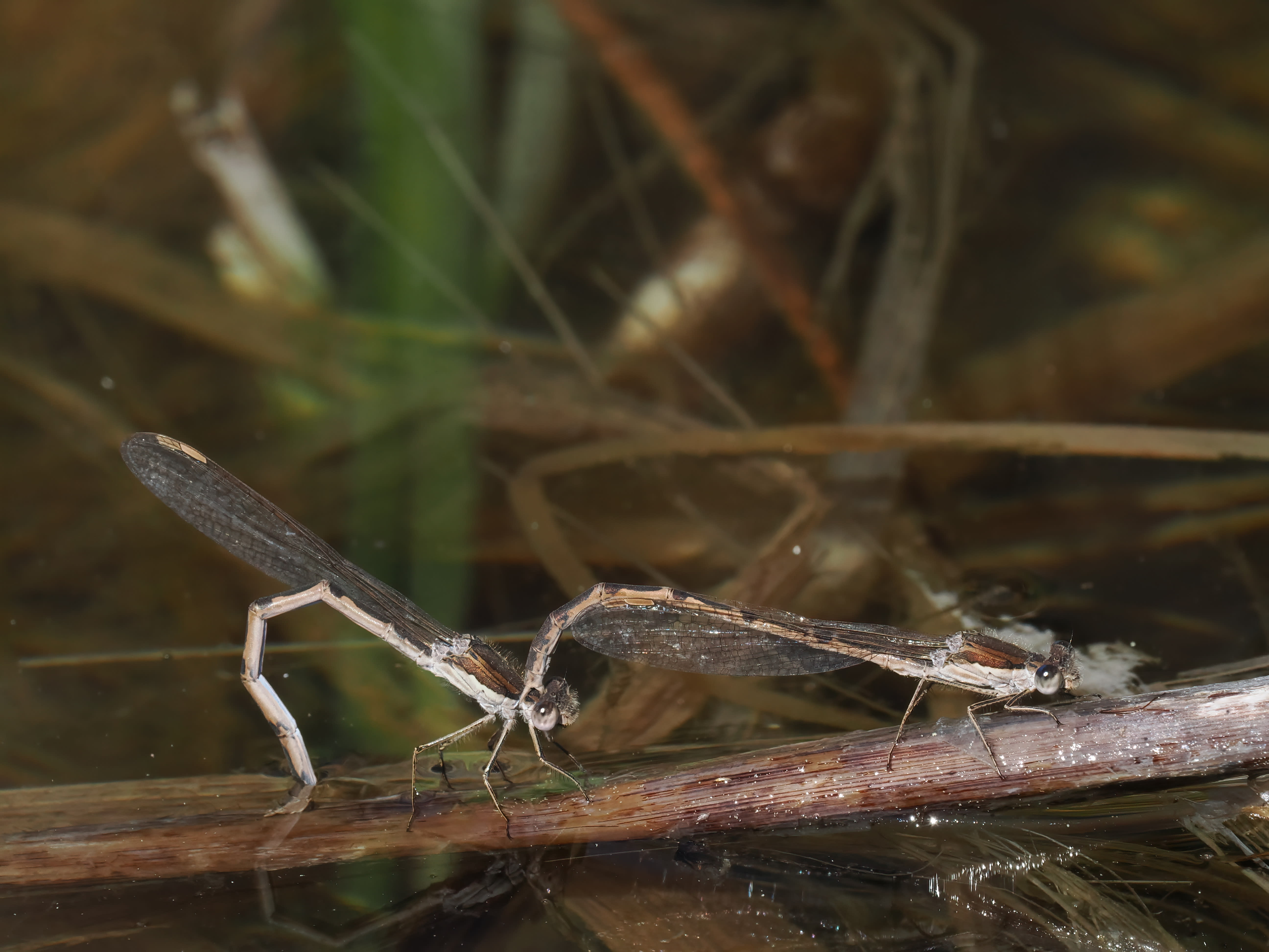 Image from Sympecma fusca album