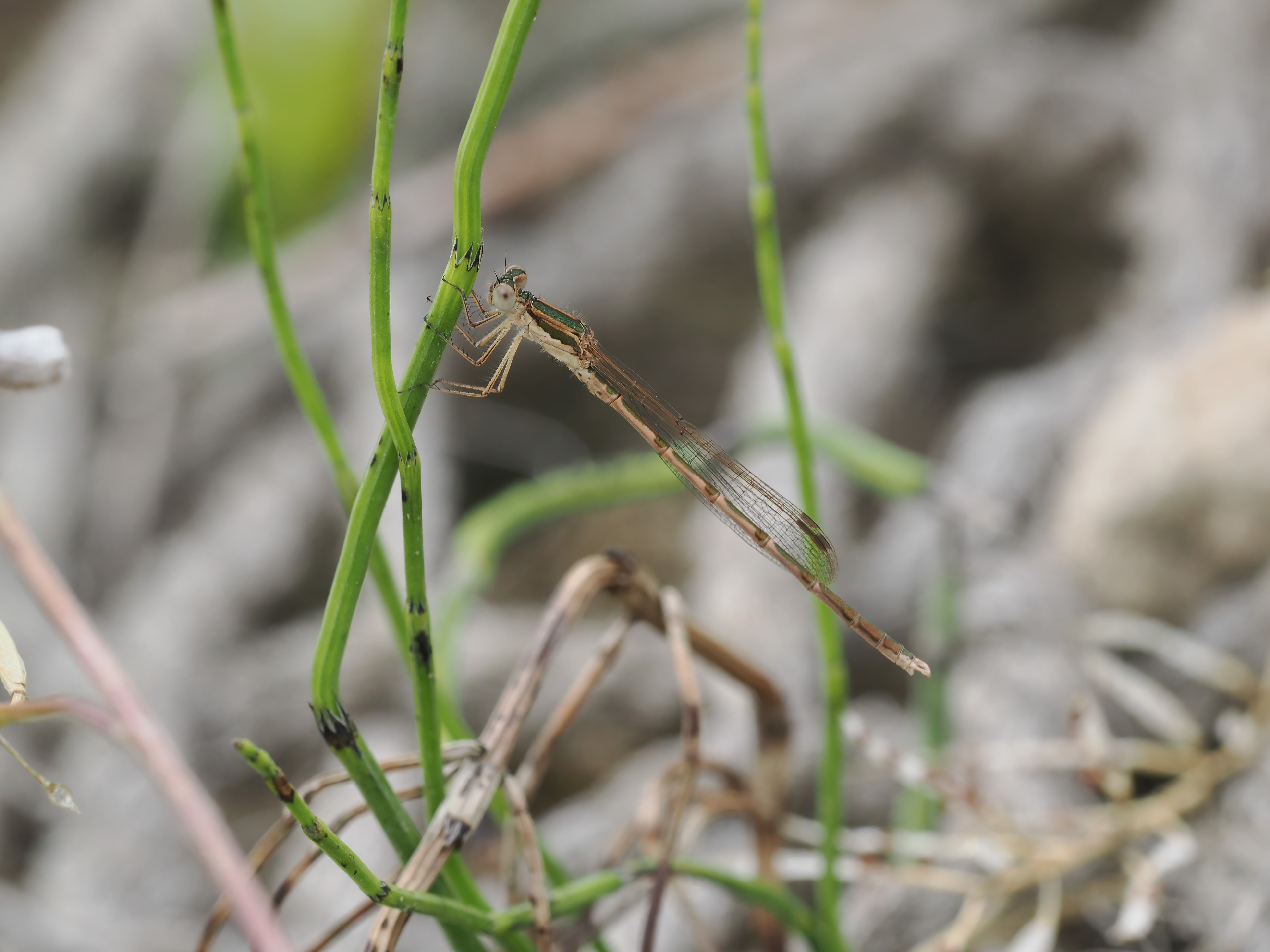 Image from Sympecma fusca album