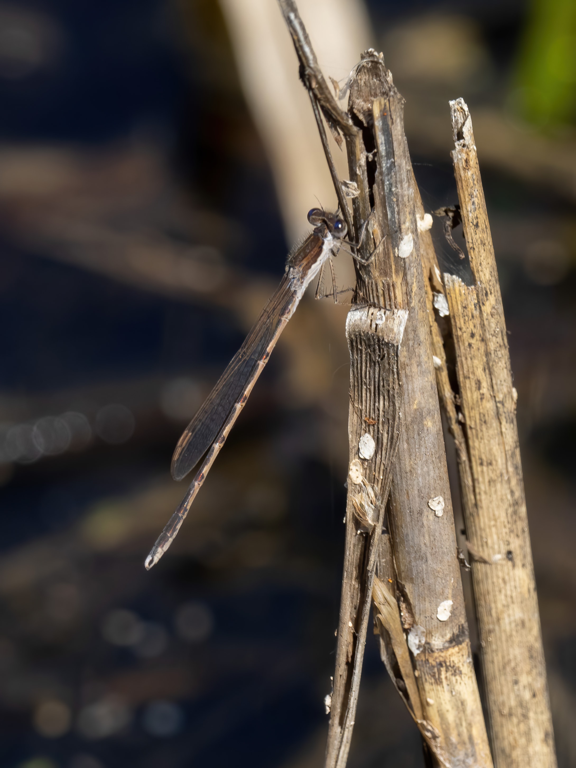 Image from Sympecma fusca album