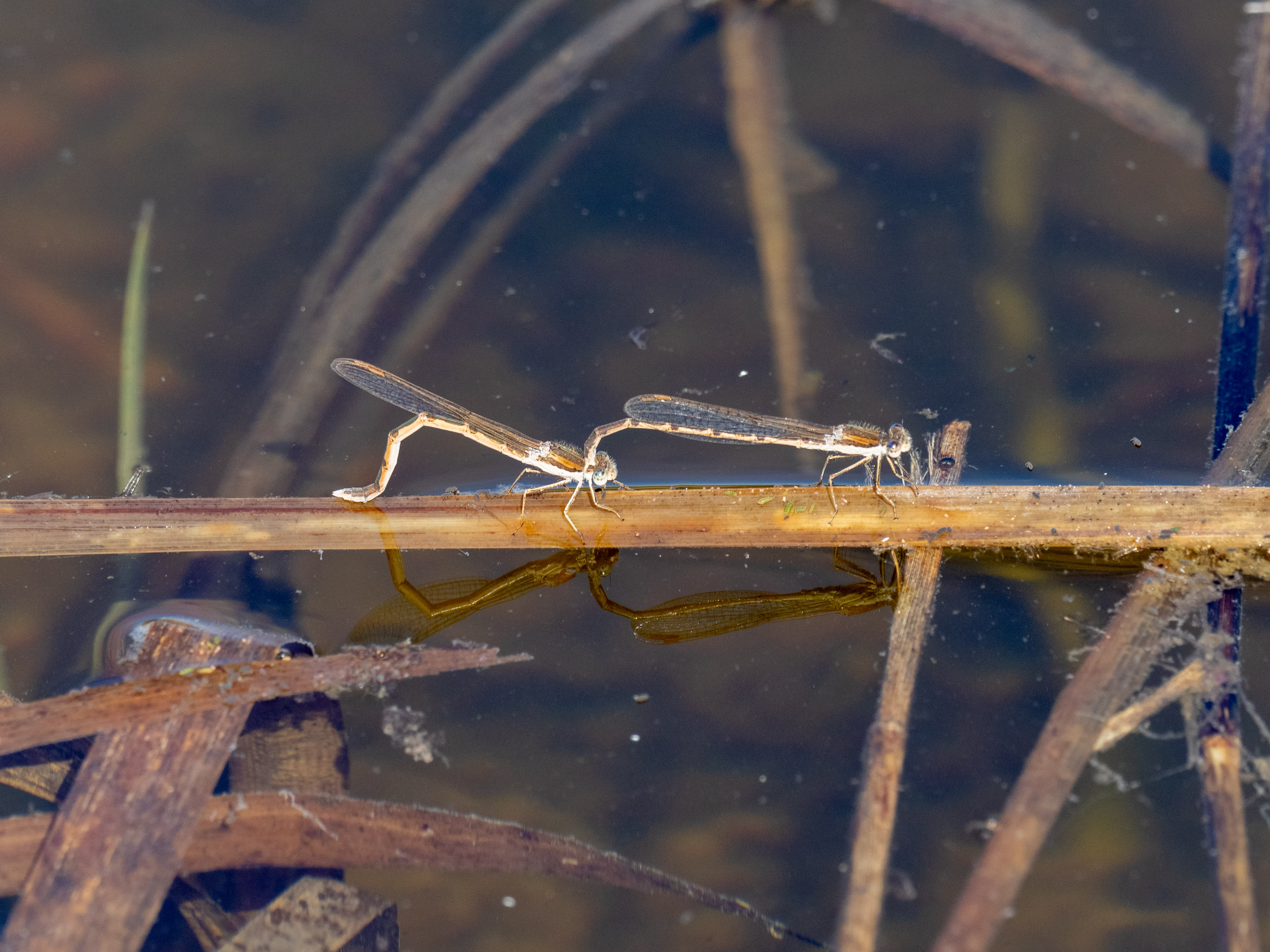 Image from Sympecma fusca album