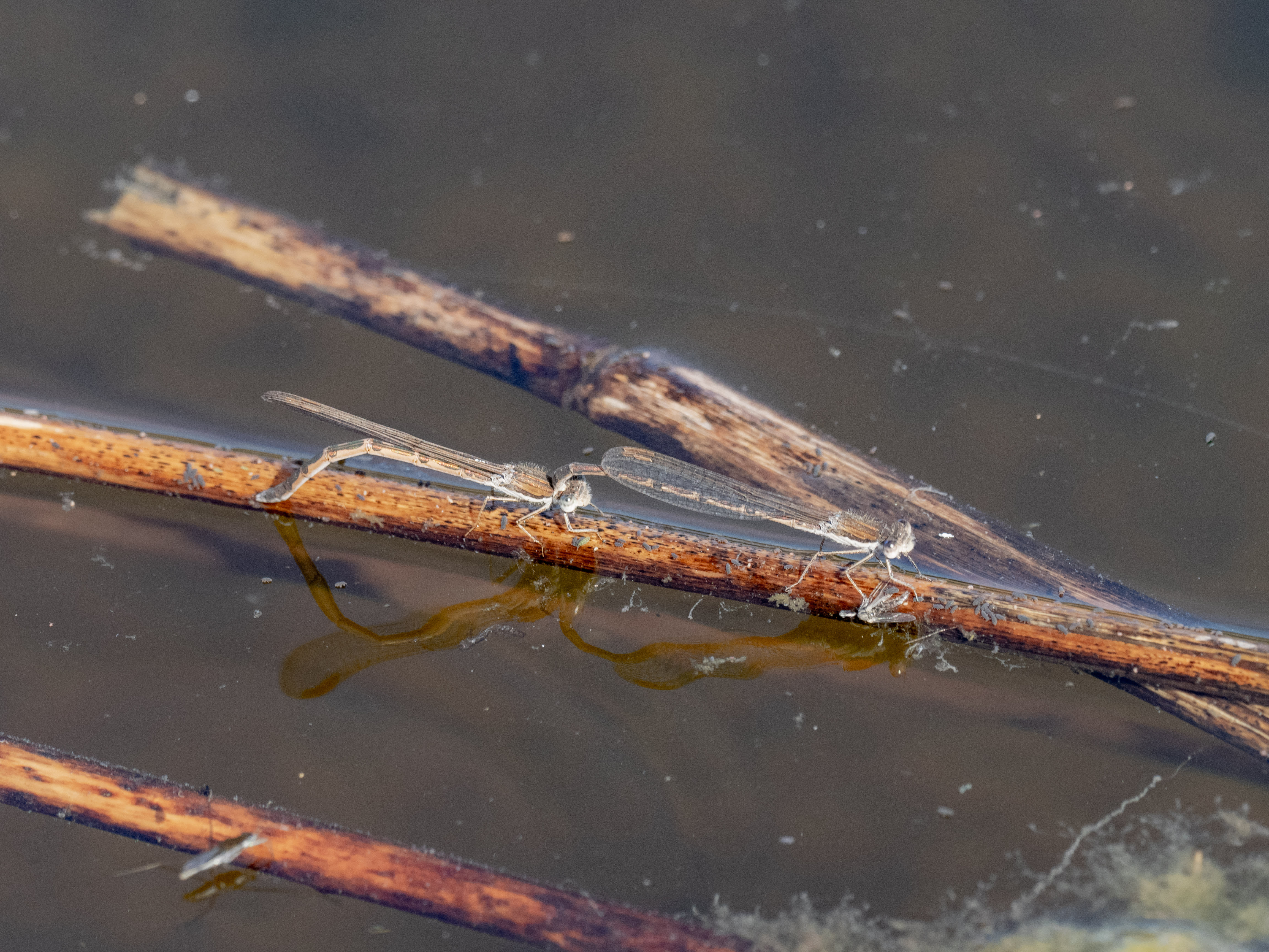 Image from Sympecma fusca album