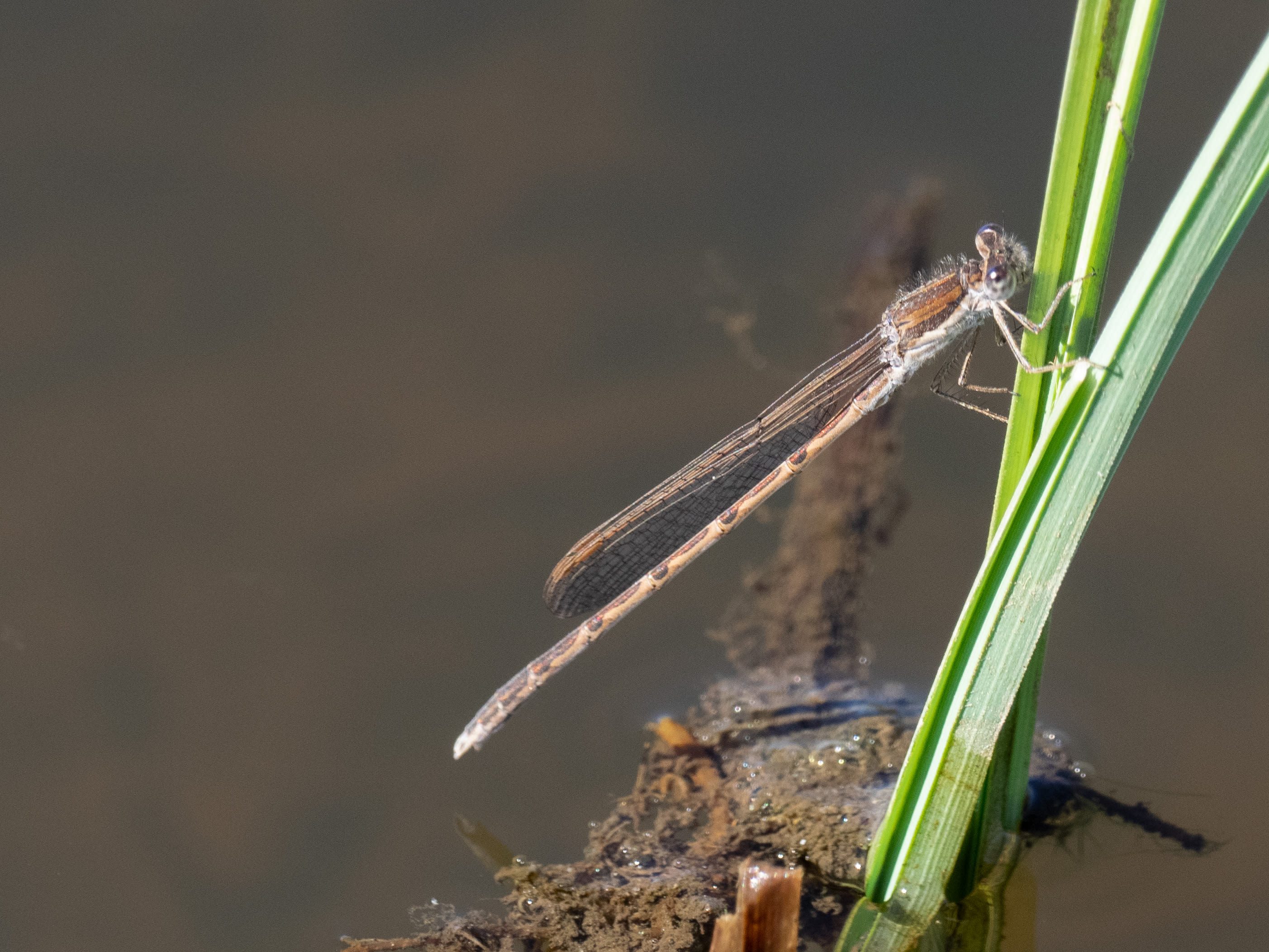 Image from Sympecma fusca album