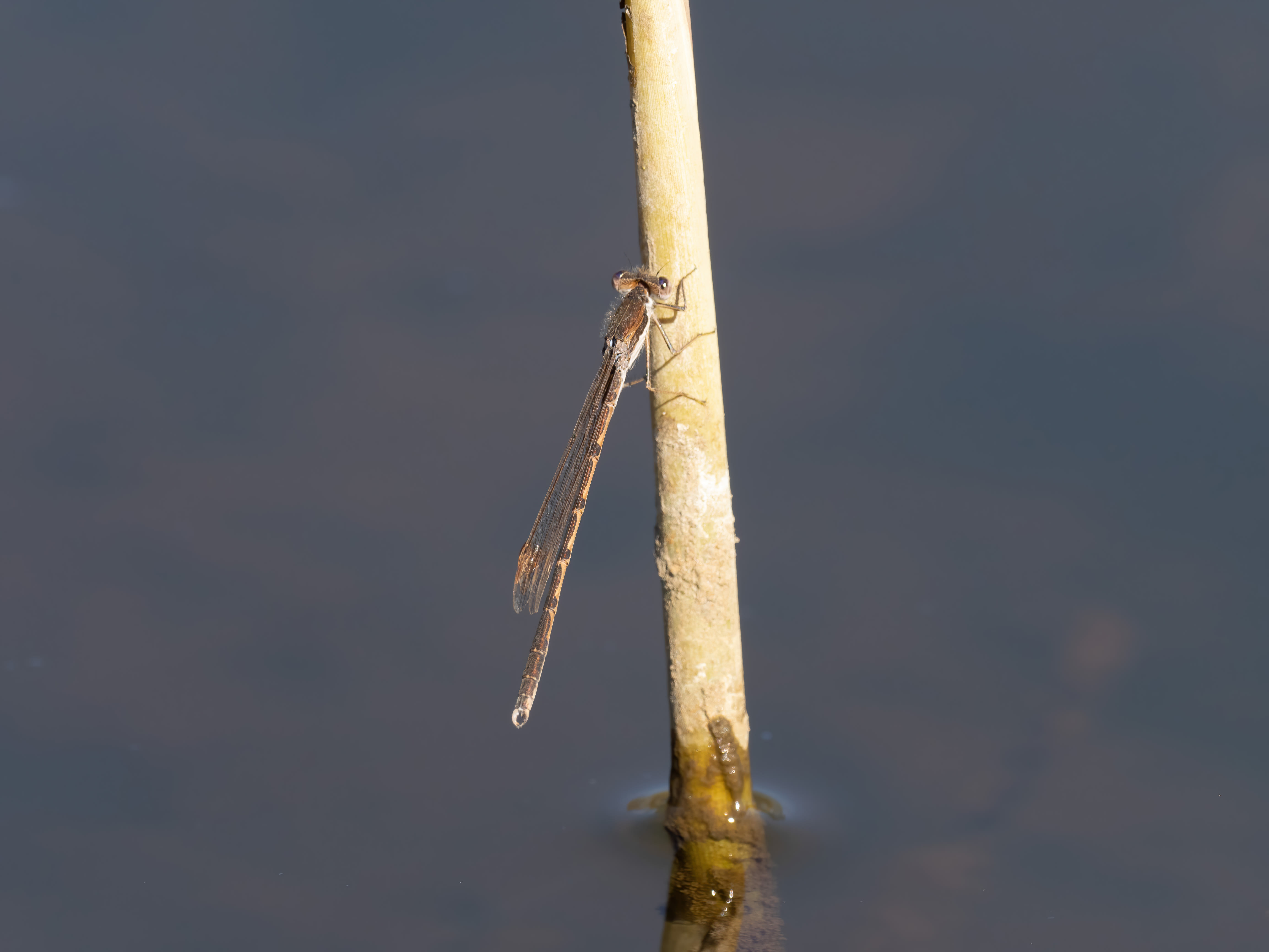 Image from Sympecma fusca album