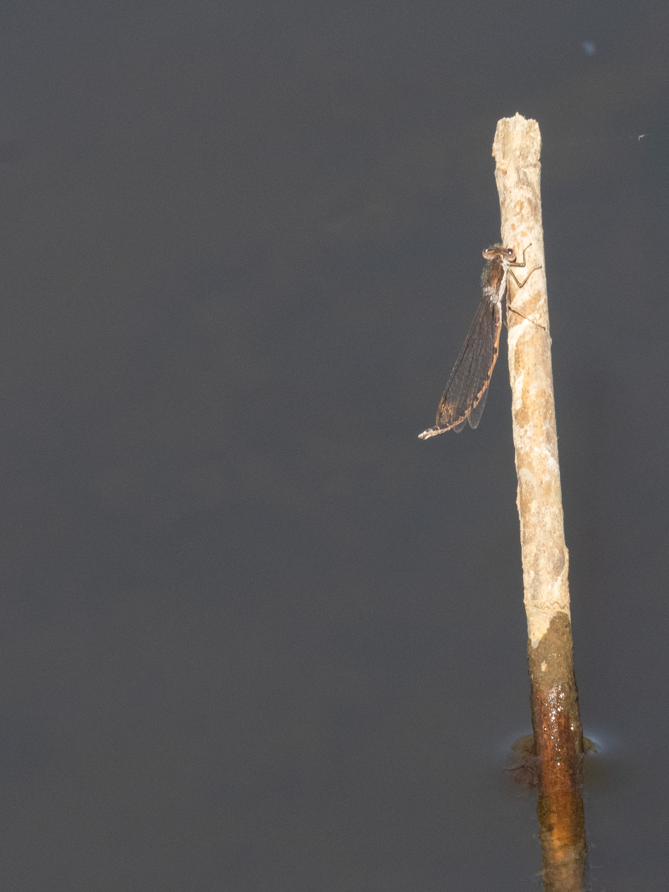 Image from Sympecma fusca album