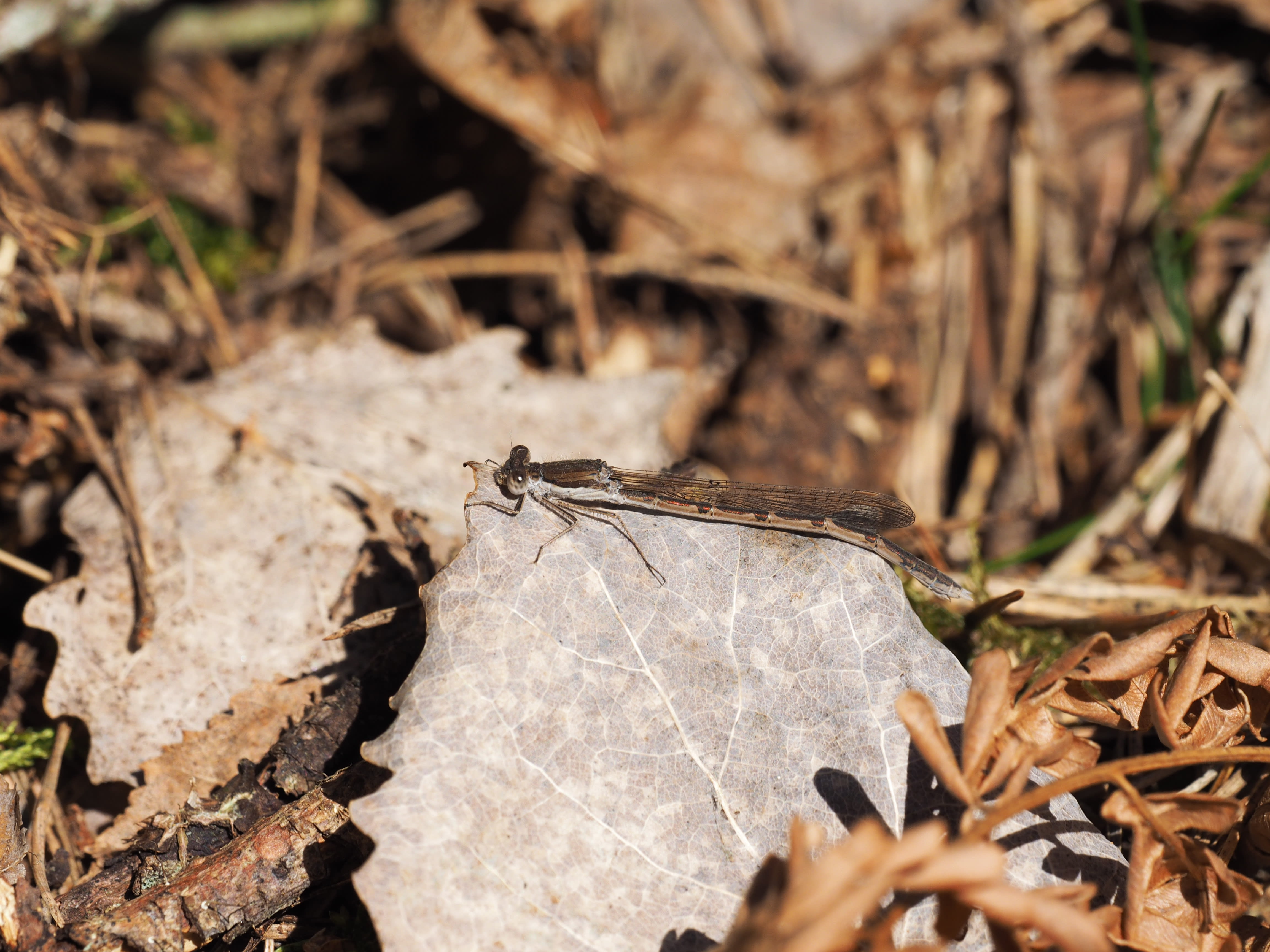 Image from Sympecma fusca album