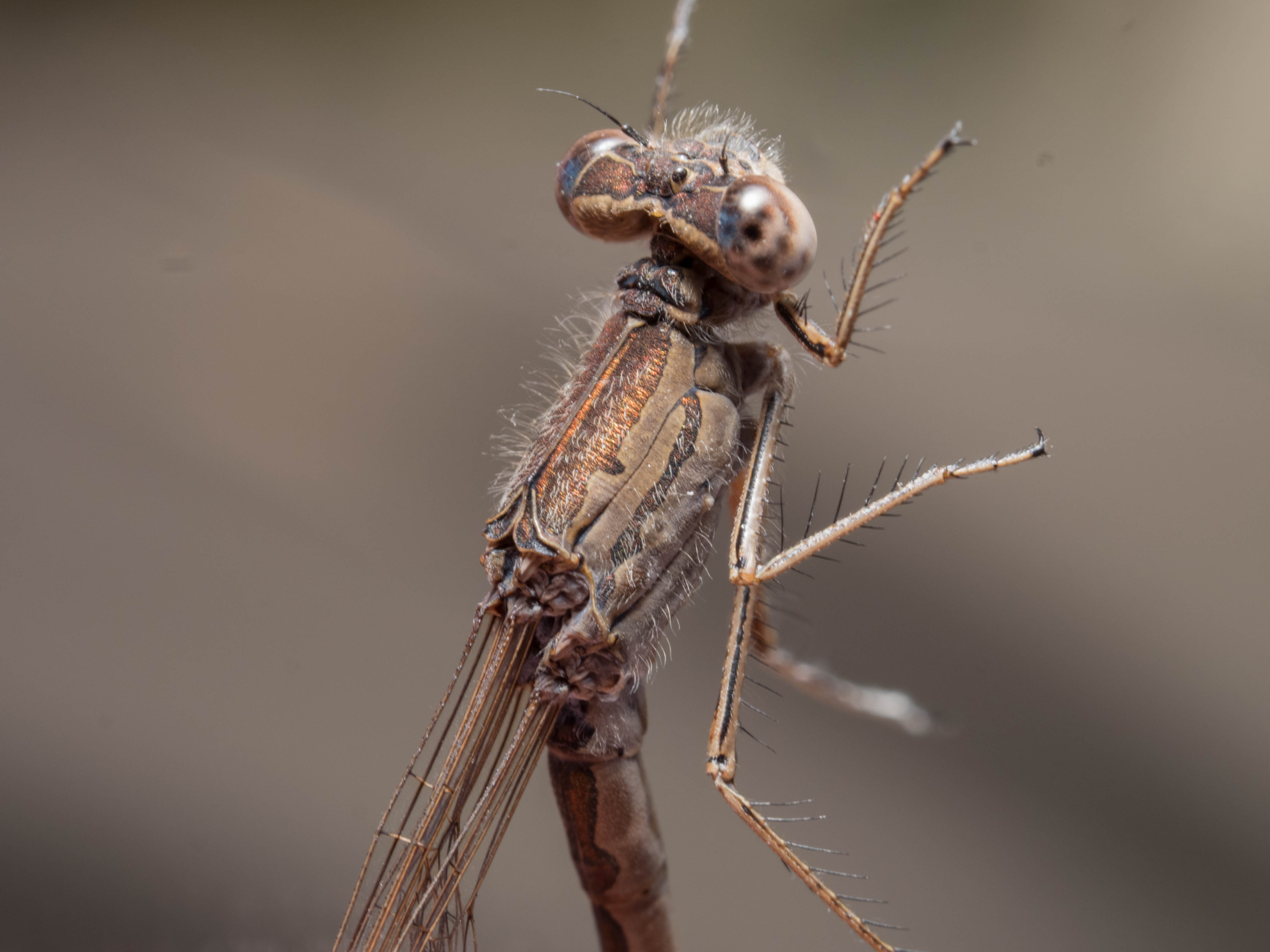 Image from Sympecma paedisca album