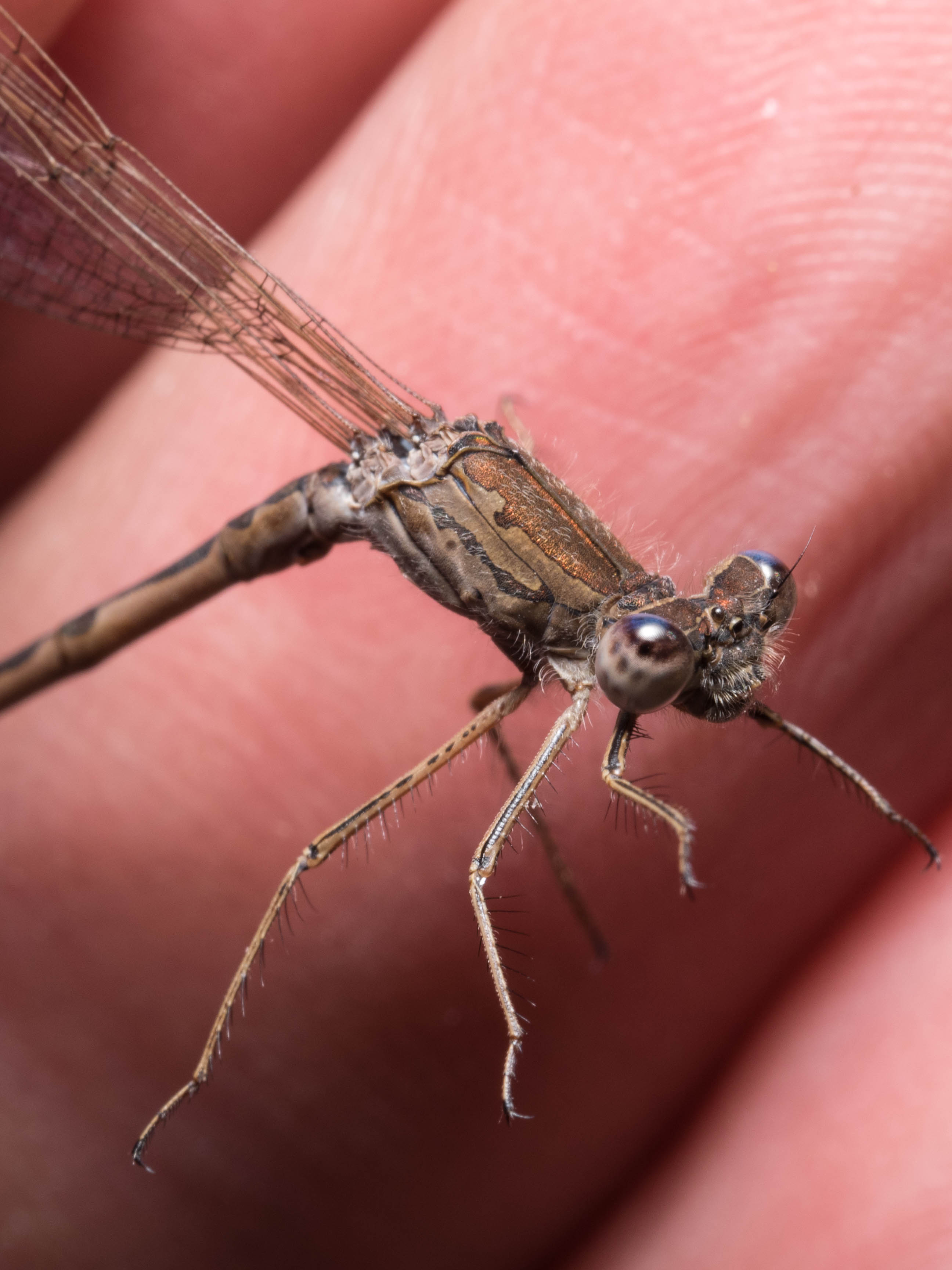 Image from Sympecma paedisca album