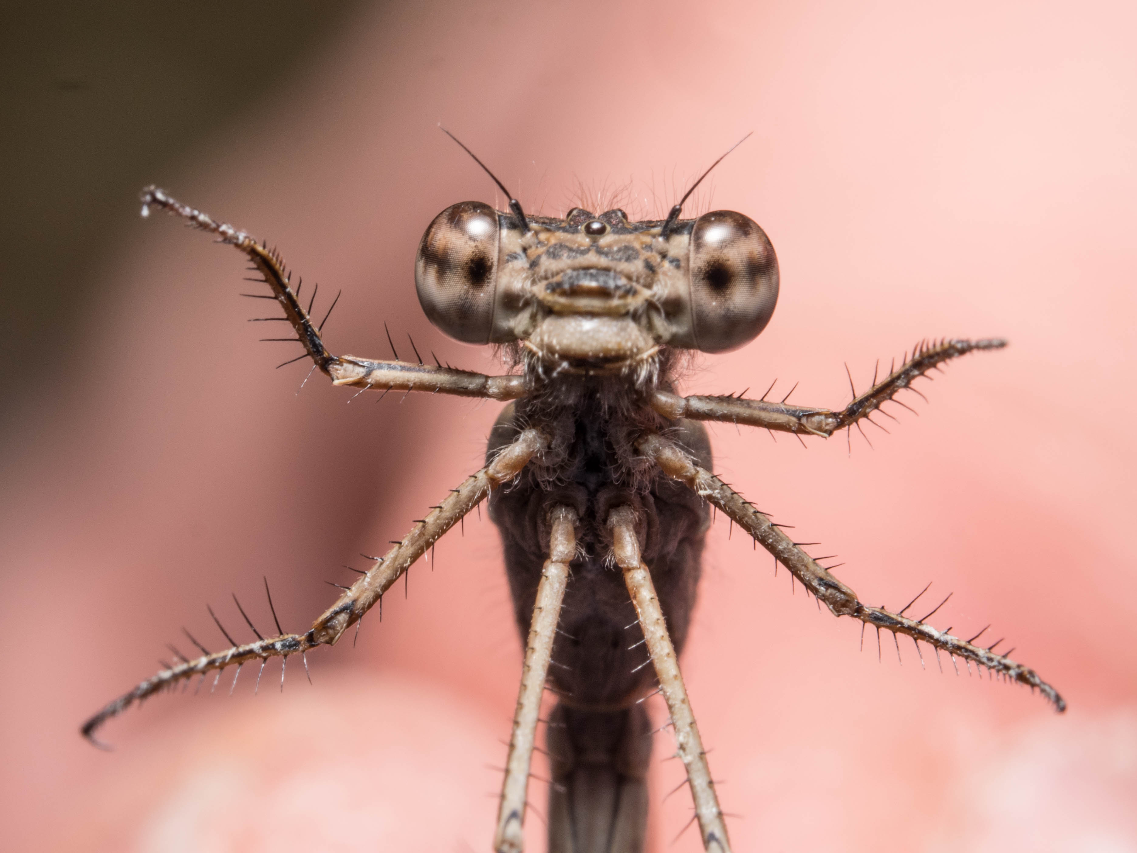 Image from Sympecma paedisca album