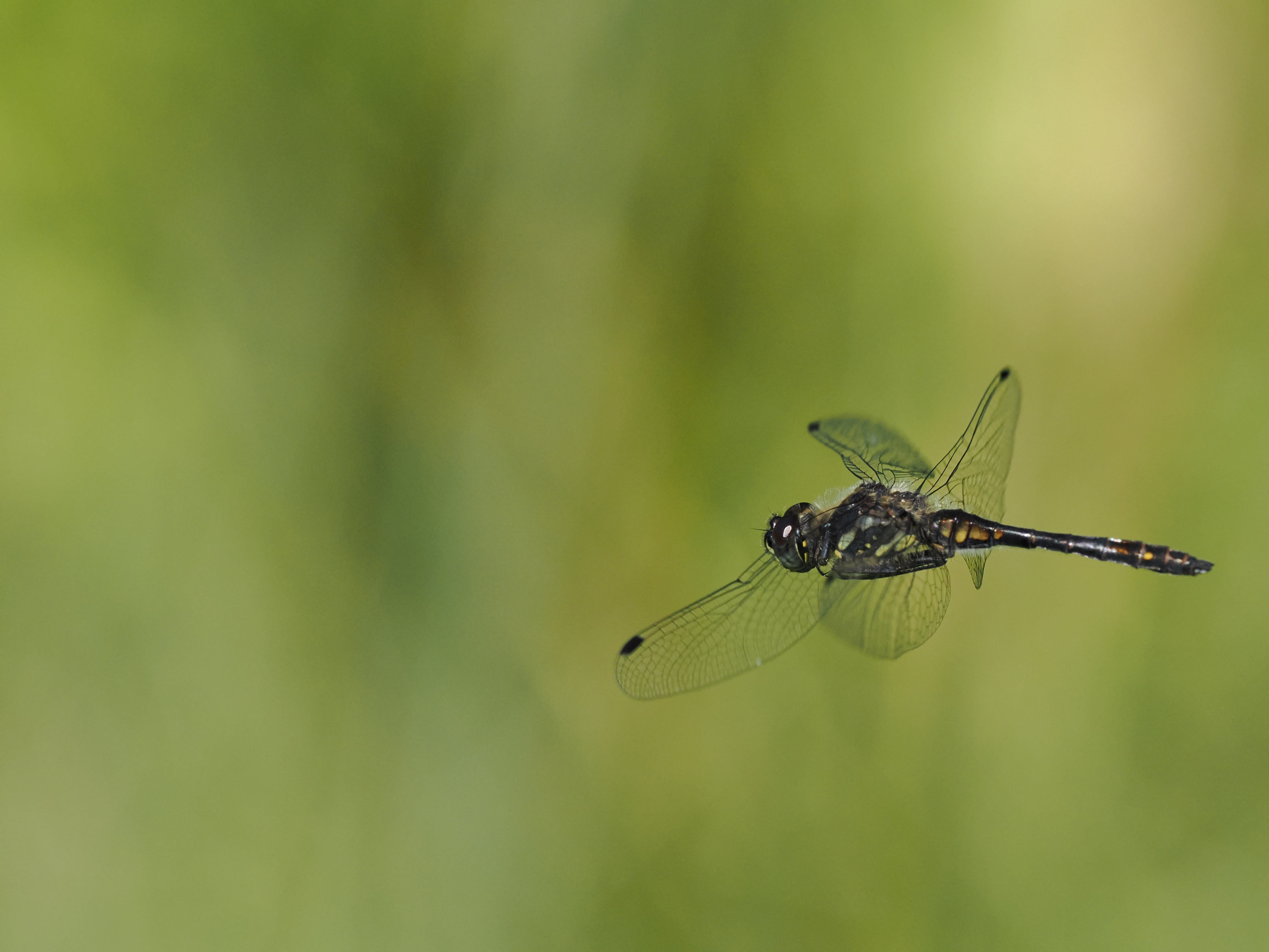 Image from Sympetrum danae album