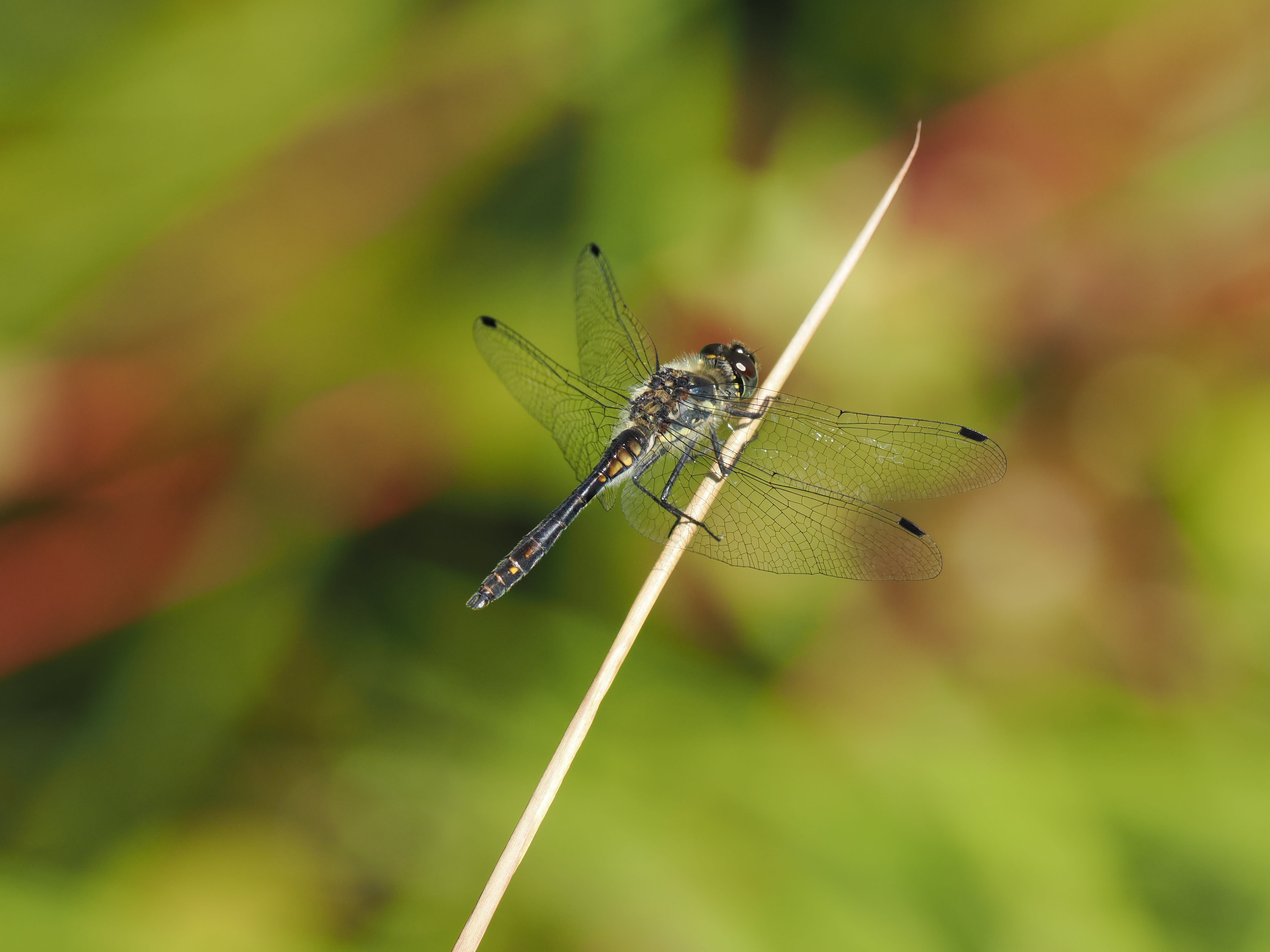 Image from Sympetrum danae album
