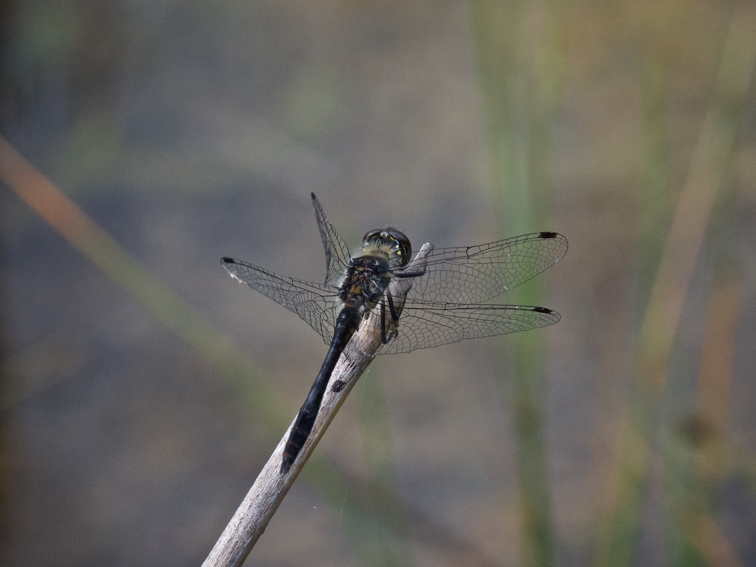 Image from Sympetrum danae album