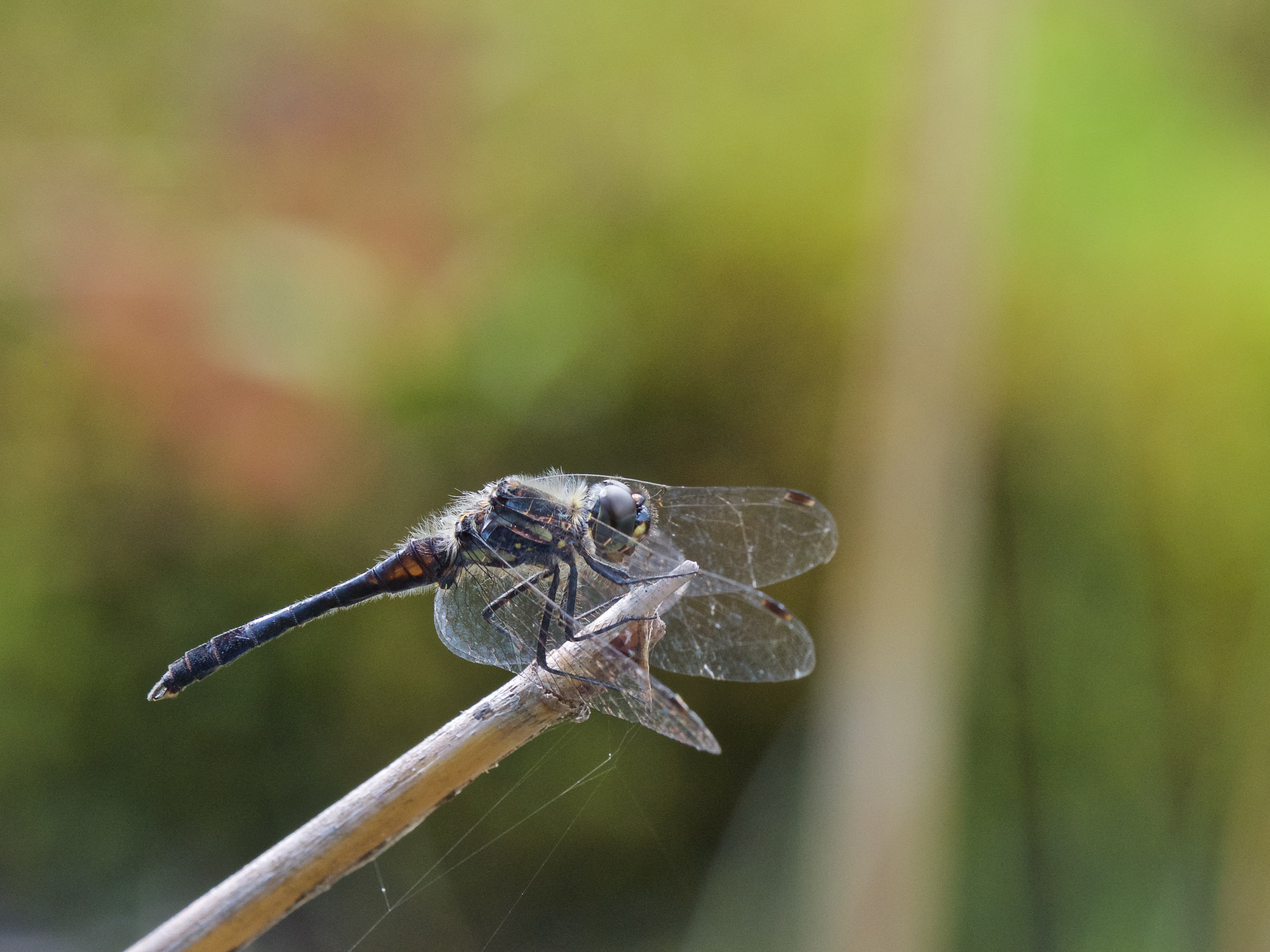 Image from Sympetrum danae album