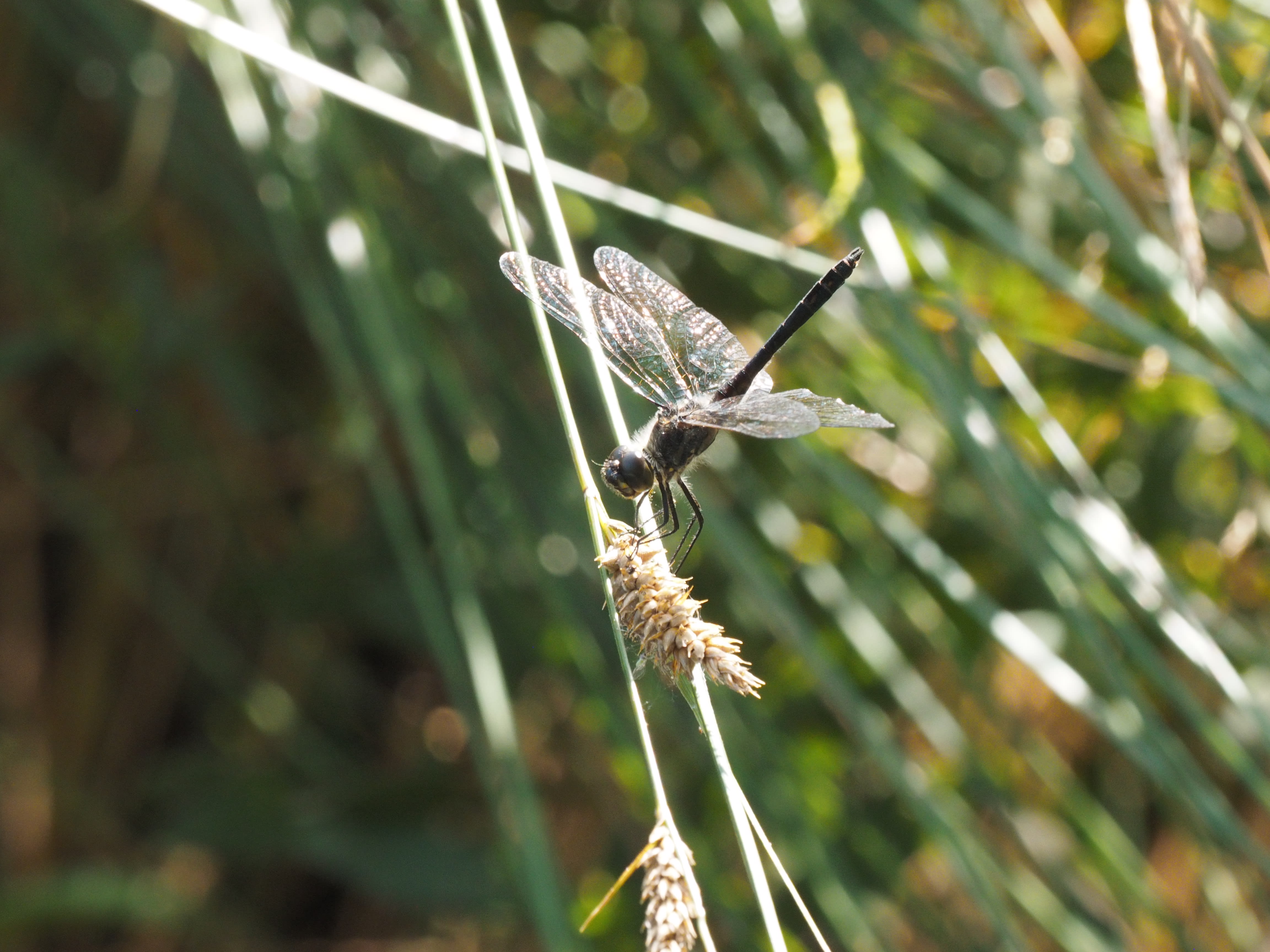Image from Sympetrum danae album