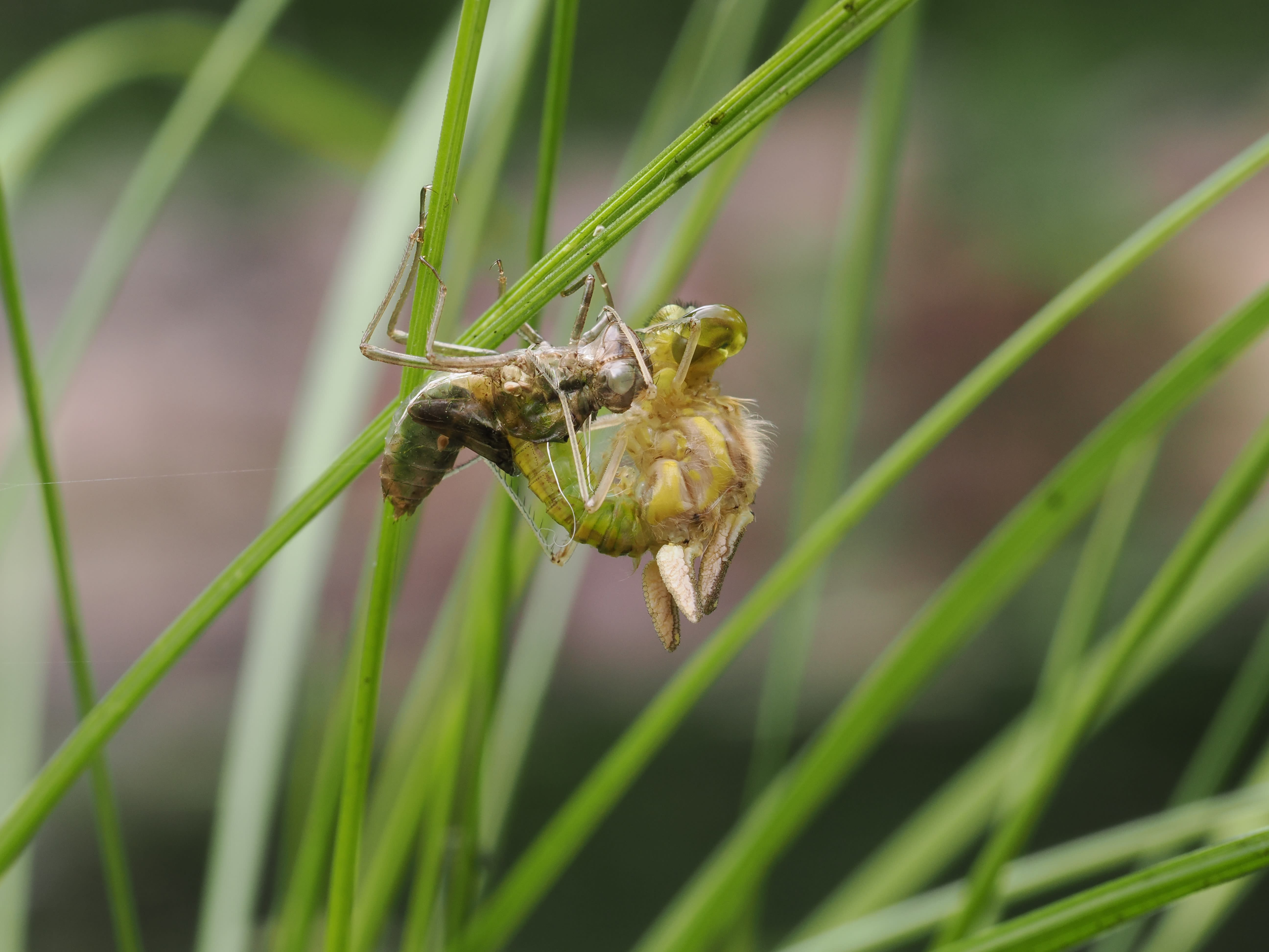 Image from Sympetrum danae album
