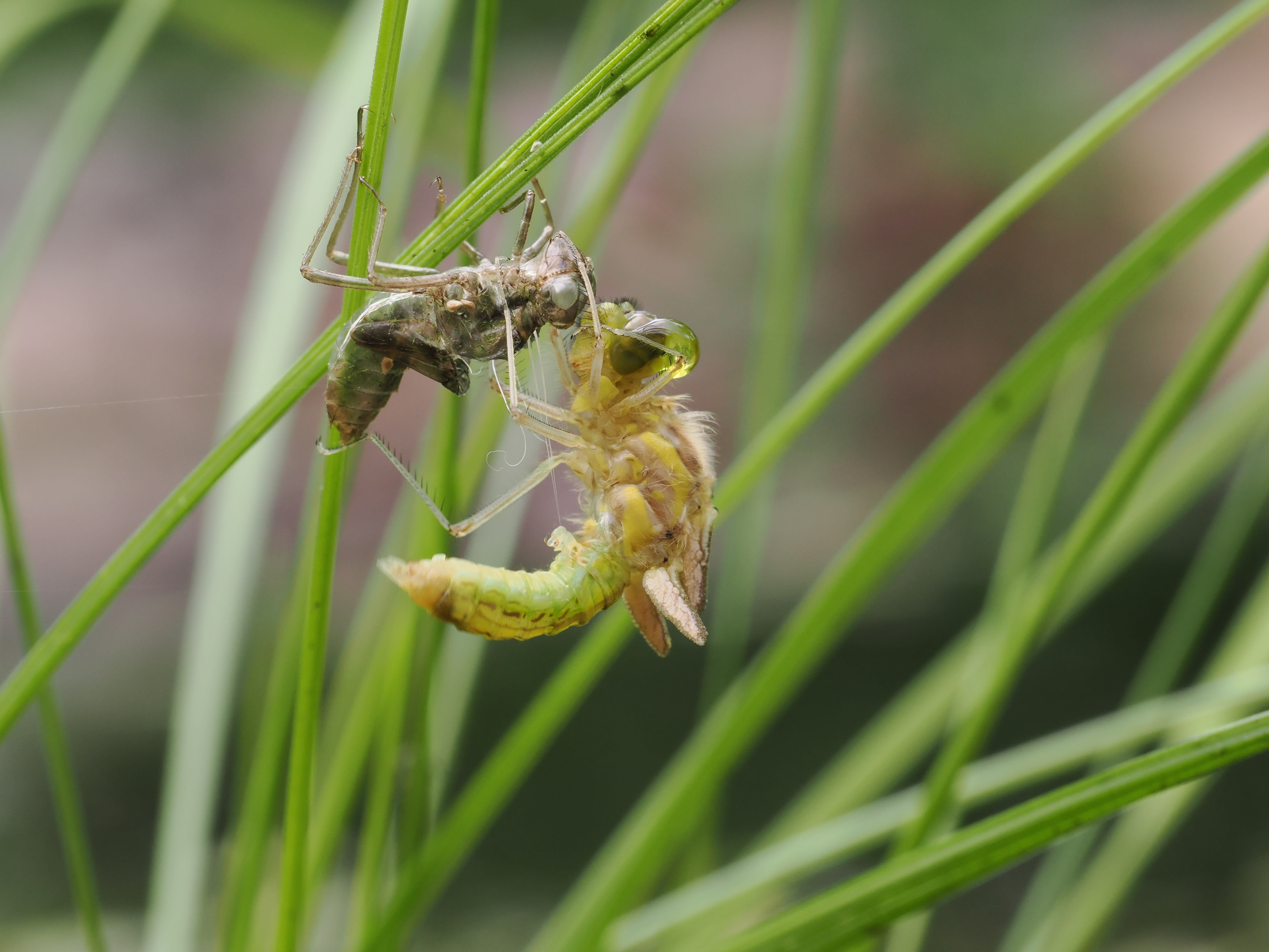 Image from Sympetrum danae album