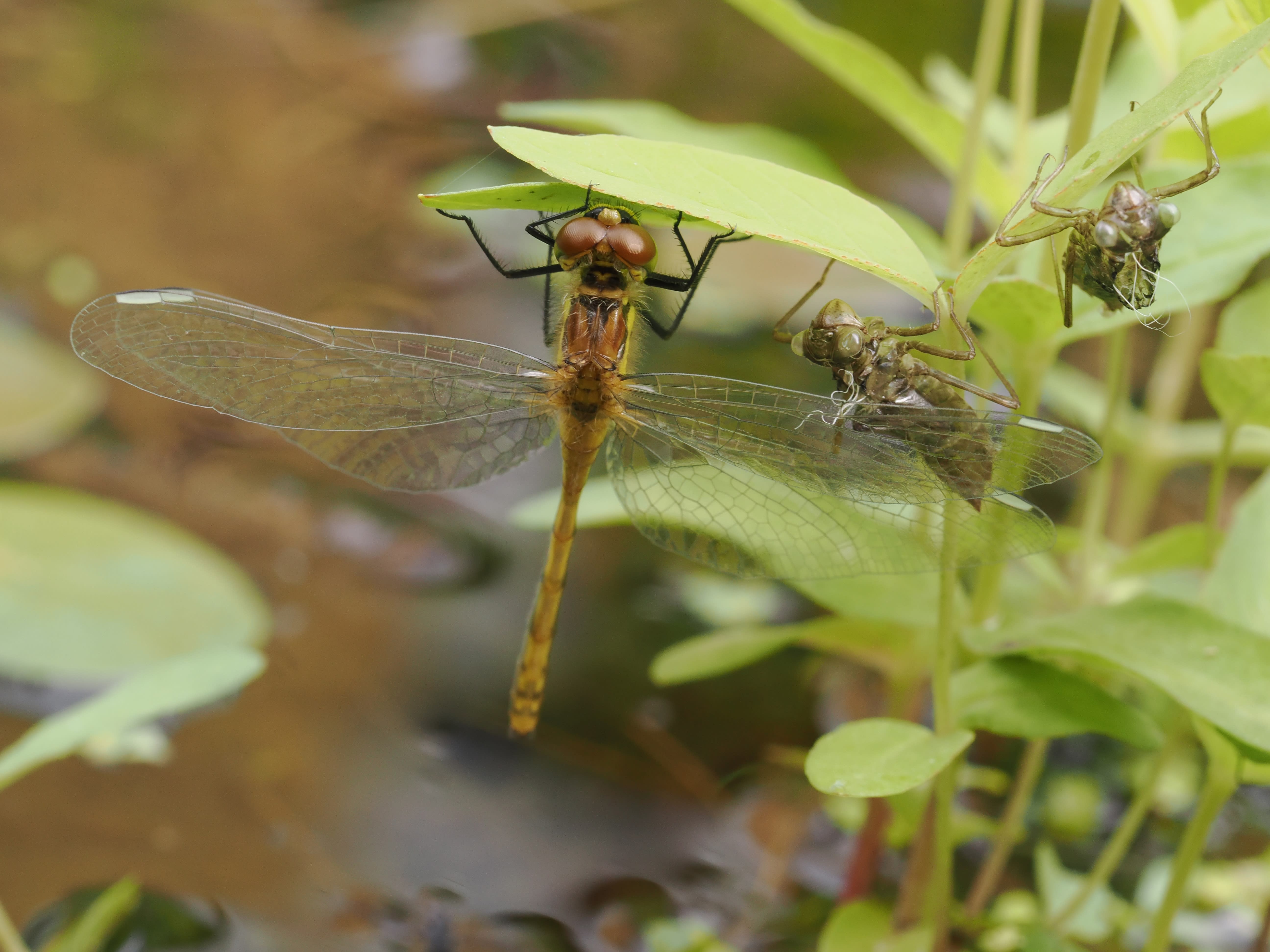 Image from Sympetrum danae album