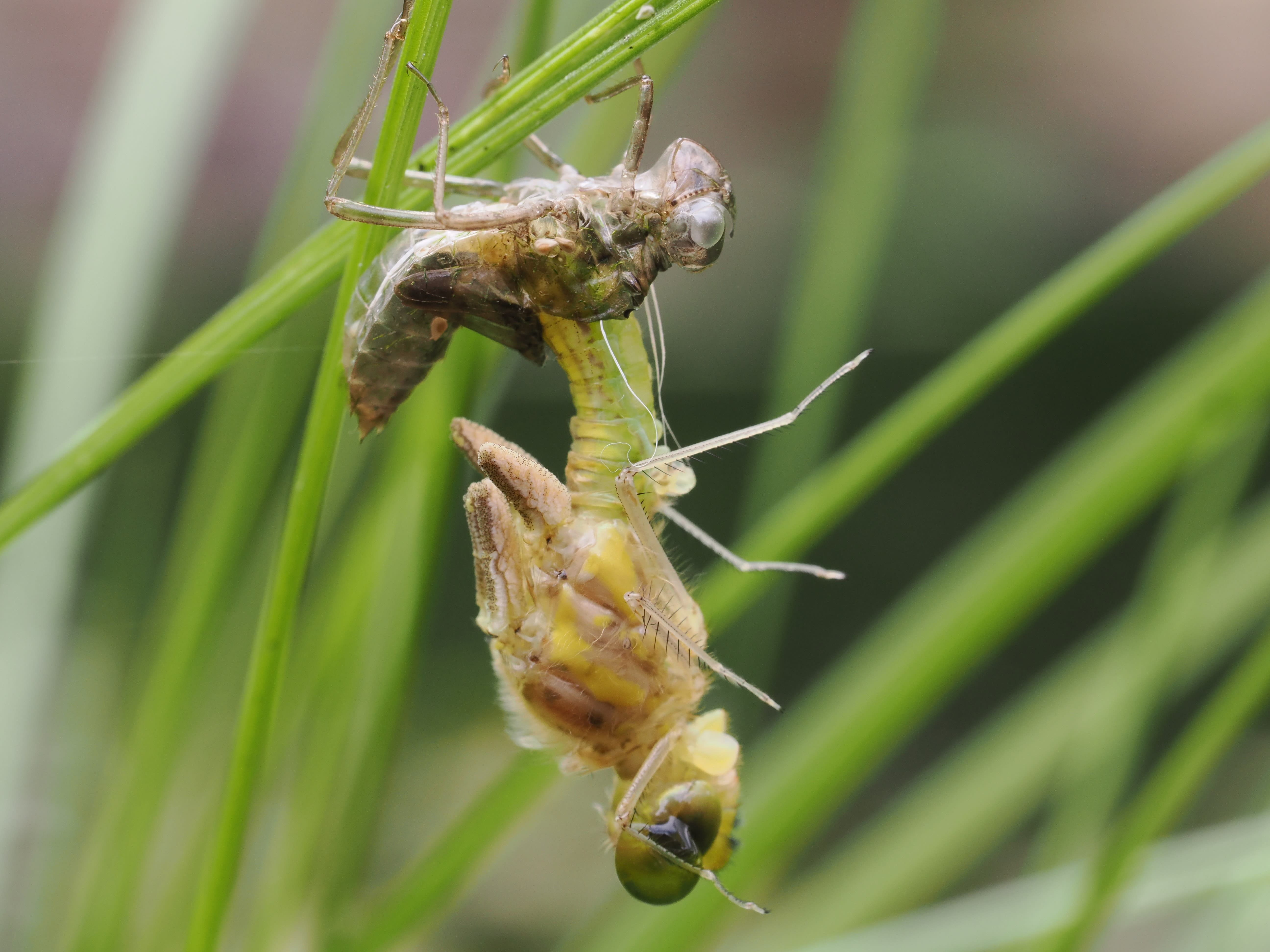 Image from Sympetrum danae album